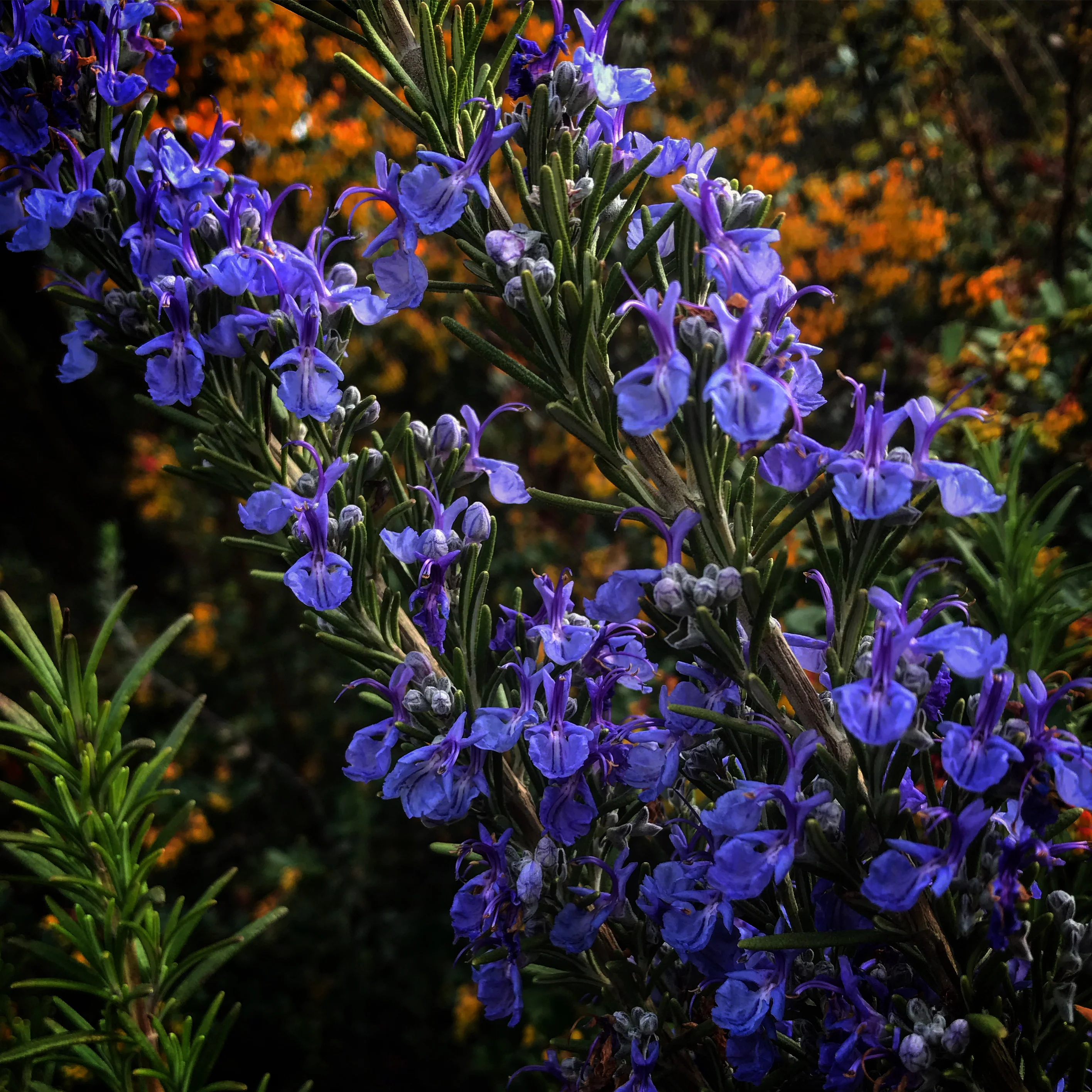 *RETAIL - Rosmarinus 'Mrs. Reed's Dark Blue'