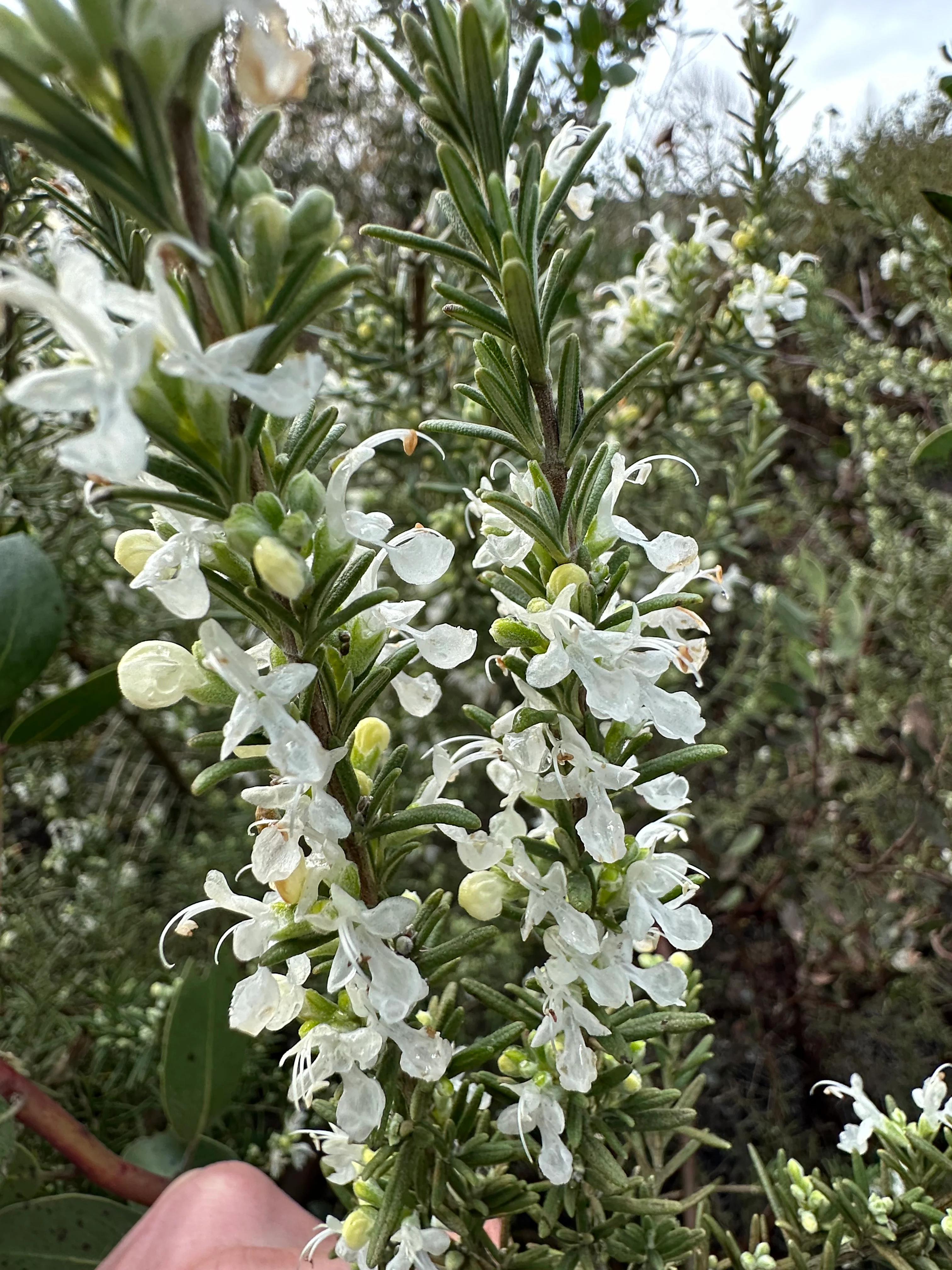 *RETAIL - Rosmarinus officinalis 'Albus' - Image 2