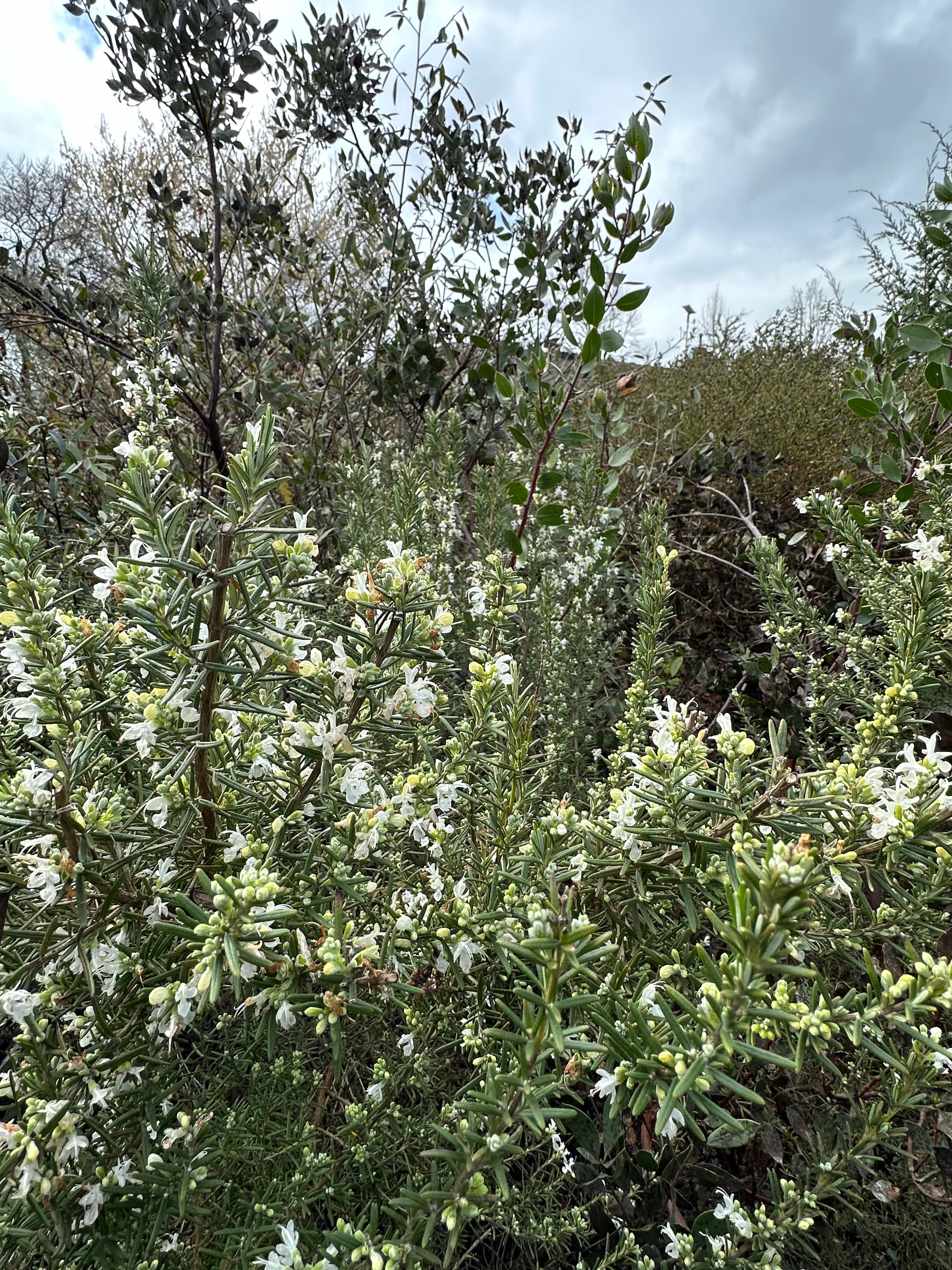 *RETAIL - Rosmarinus officinalis 'Albus' - Image 3