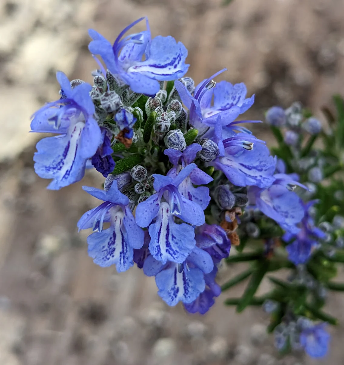 *RETAIL - Rosmarinus officinalis 'Bonnie Jean'