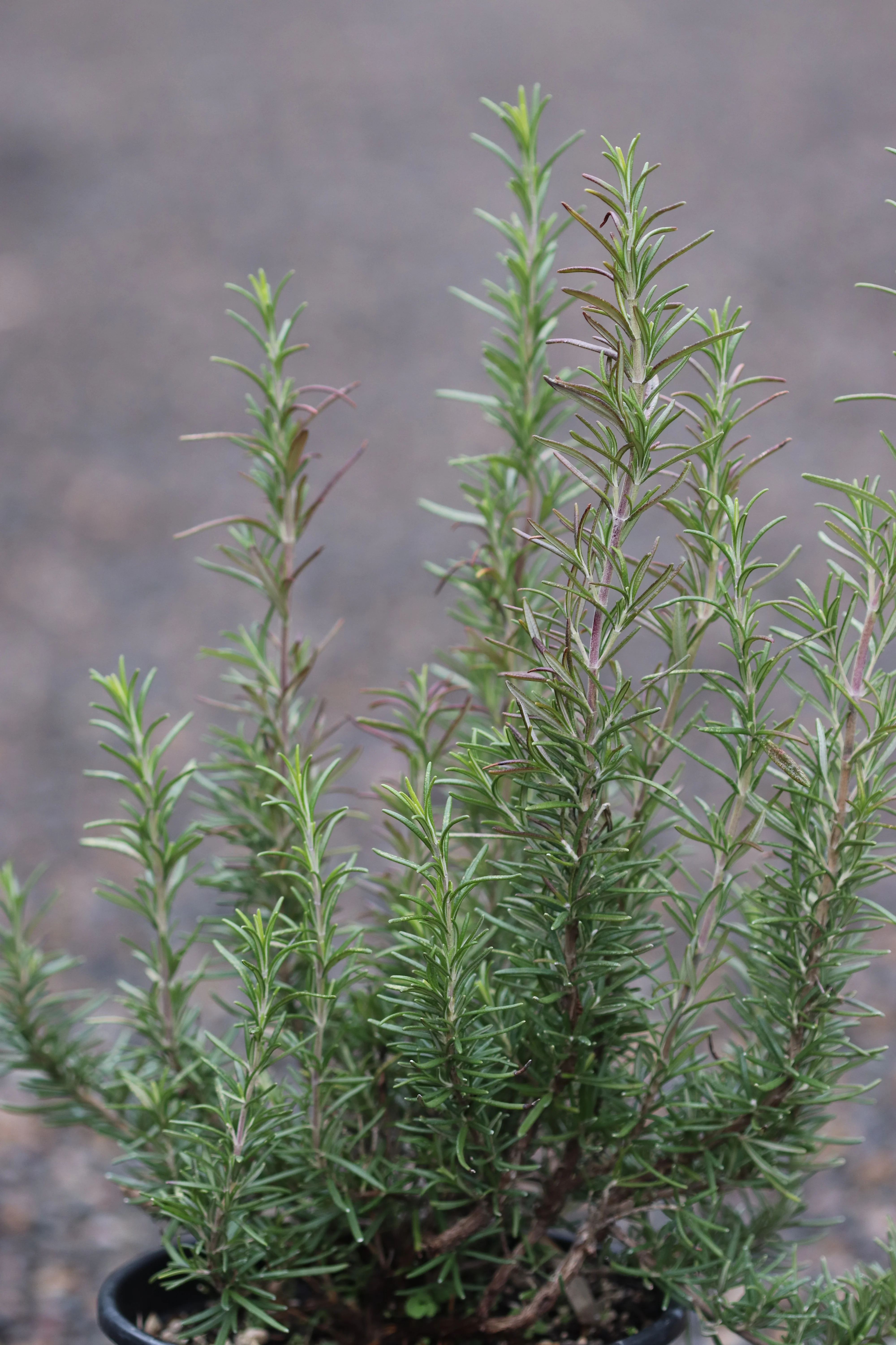 *RETAIL - Rosmarinus officinalis 'Collingwood Ingram' - Image 2