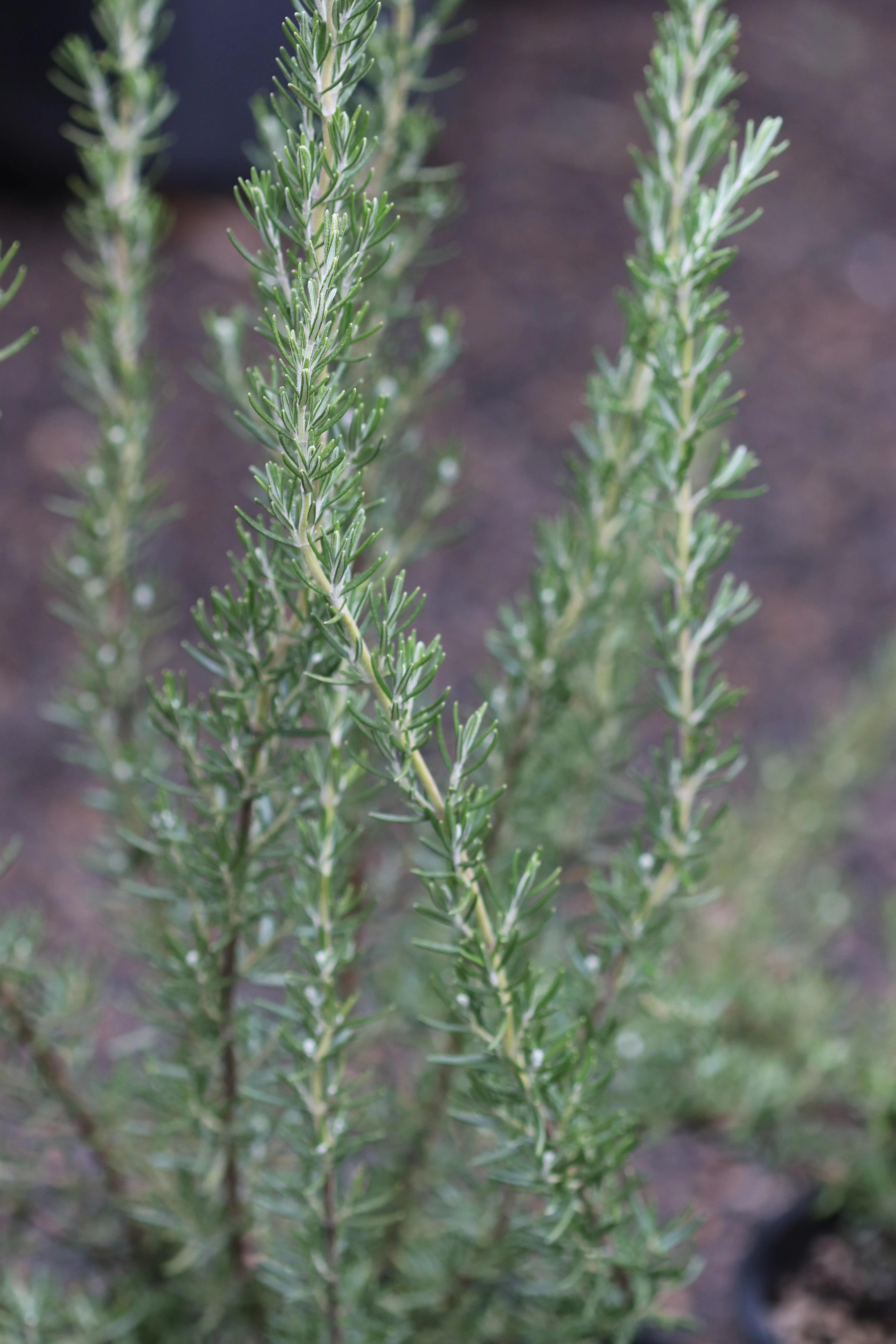 *RETAIL - Rosmarinus officinalis 'Herb Cottage' - Image 2