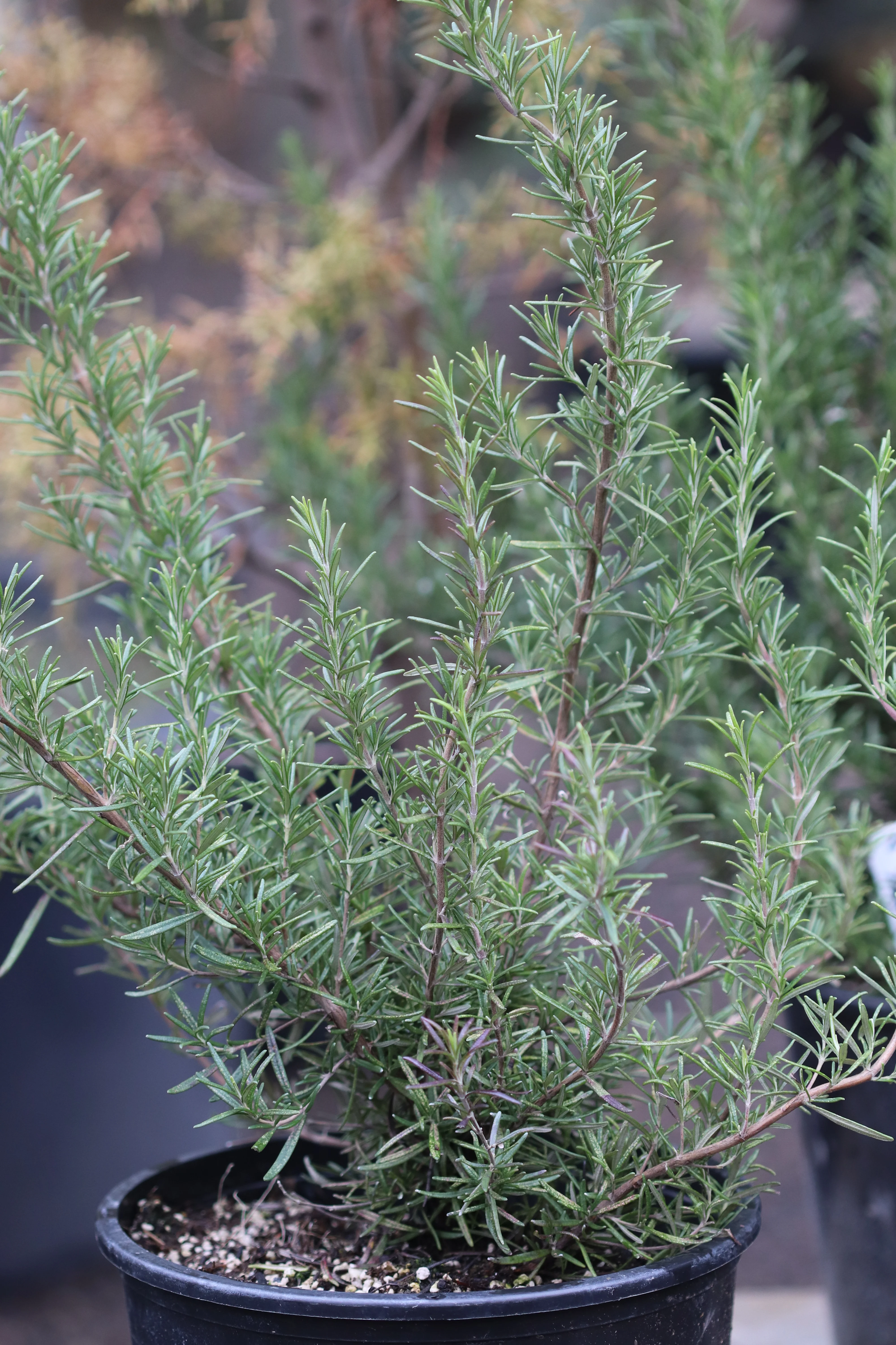 *RETAIL - Rosmarinus officinalis 'Herb Cottage' - Image 3