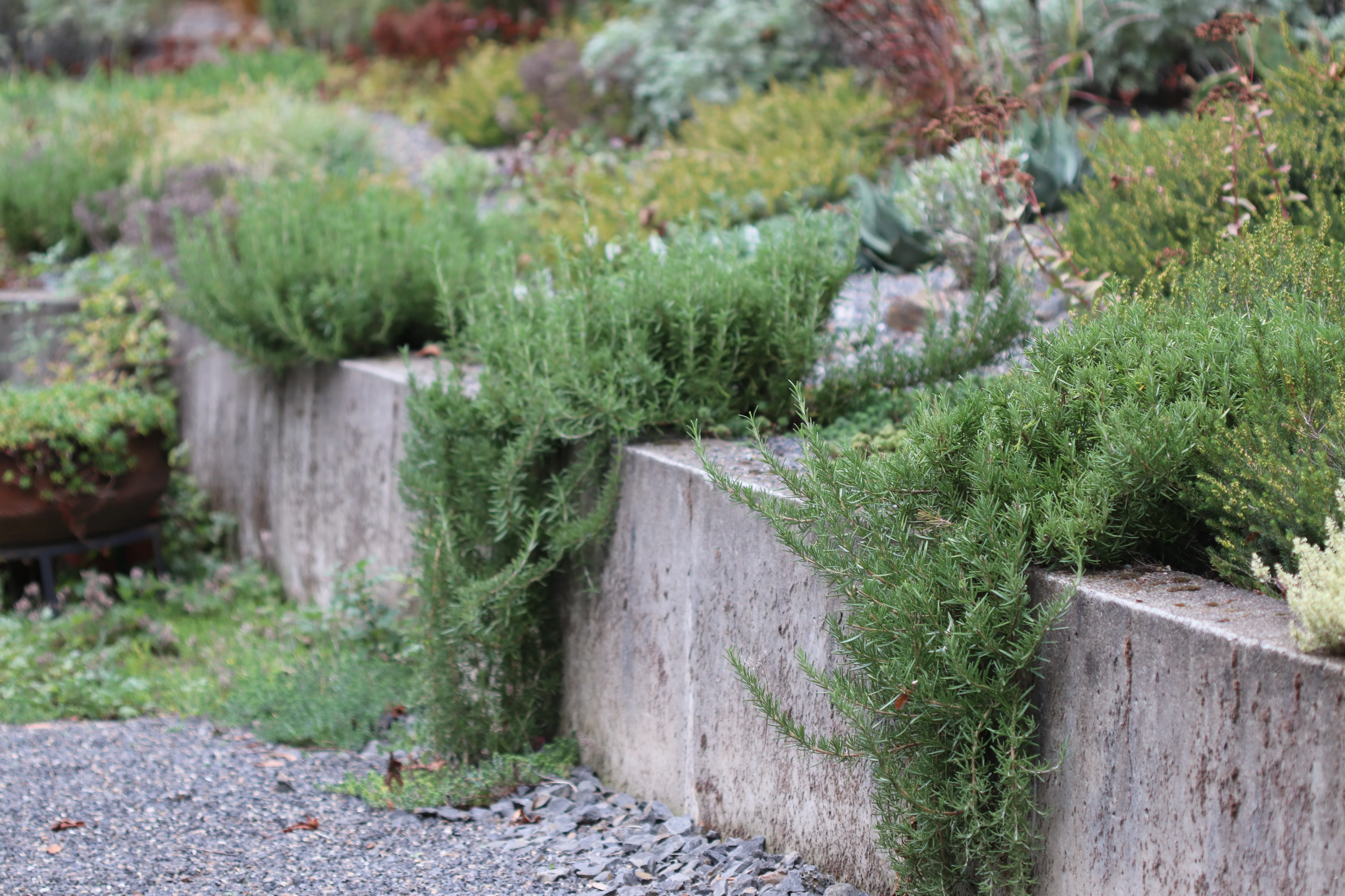 *RETAIL - Rosmarinus officinalis 'Huntington Carpet' - Image 2