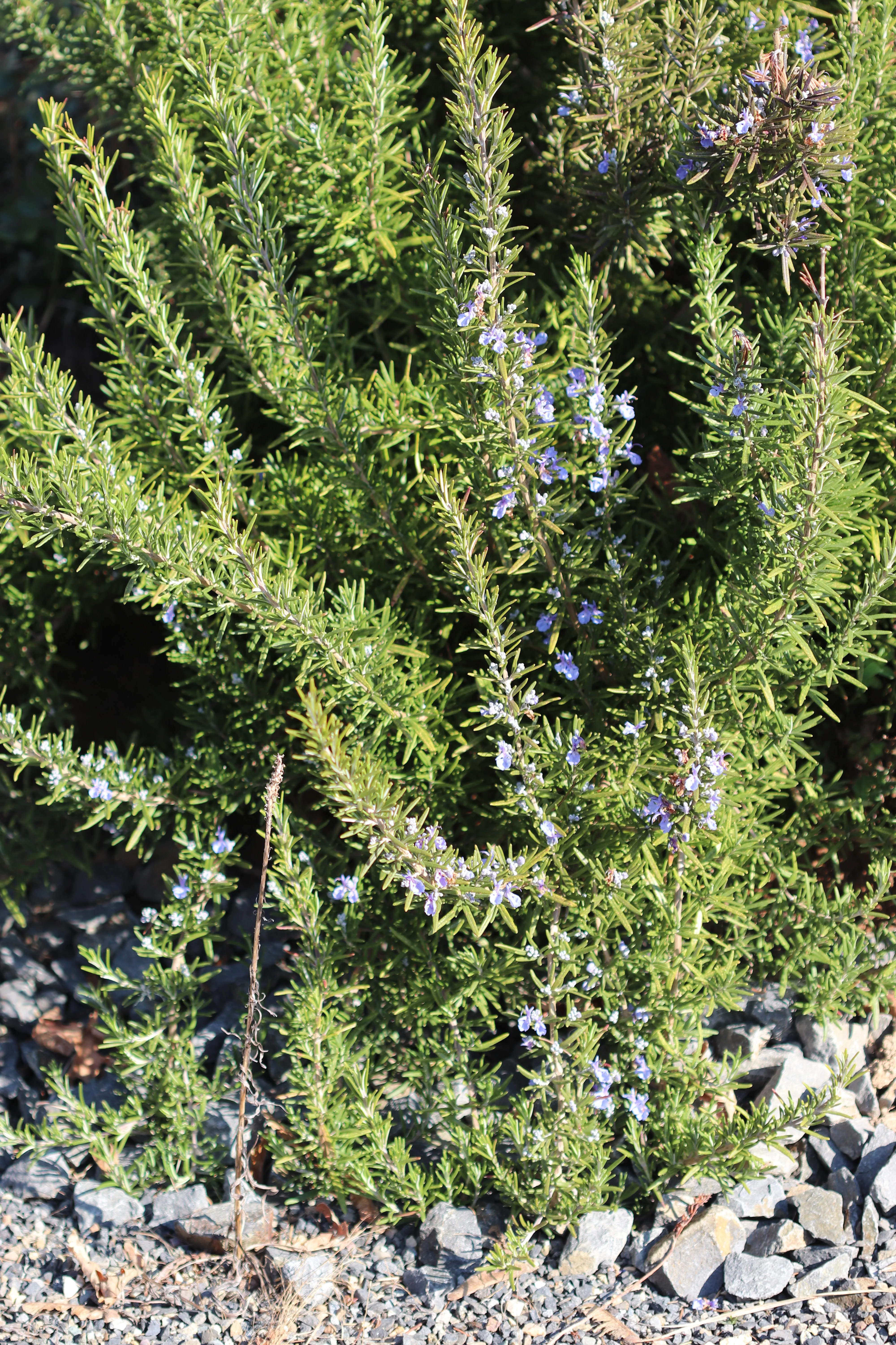 *RETAIL - Rosmarinus officinalis 'Huntington Carpet' - Image 3