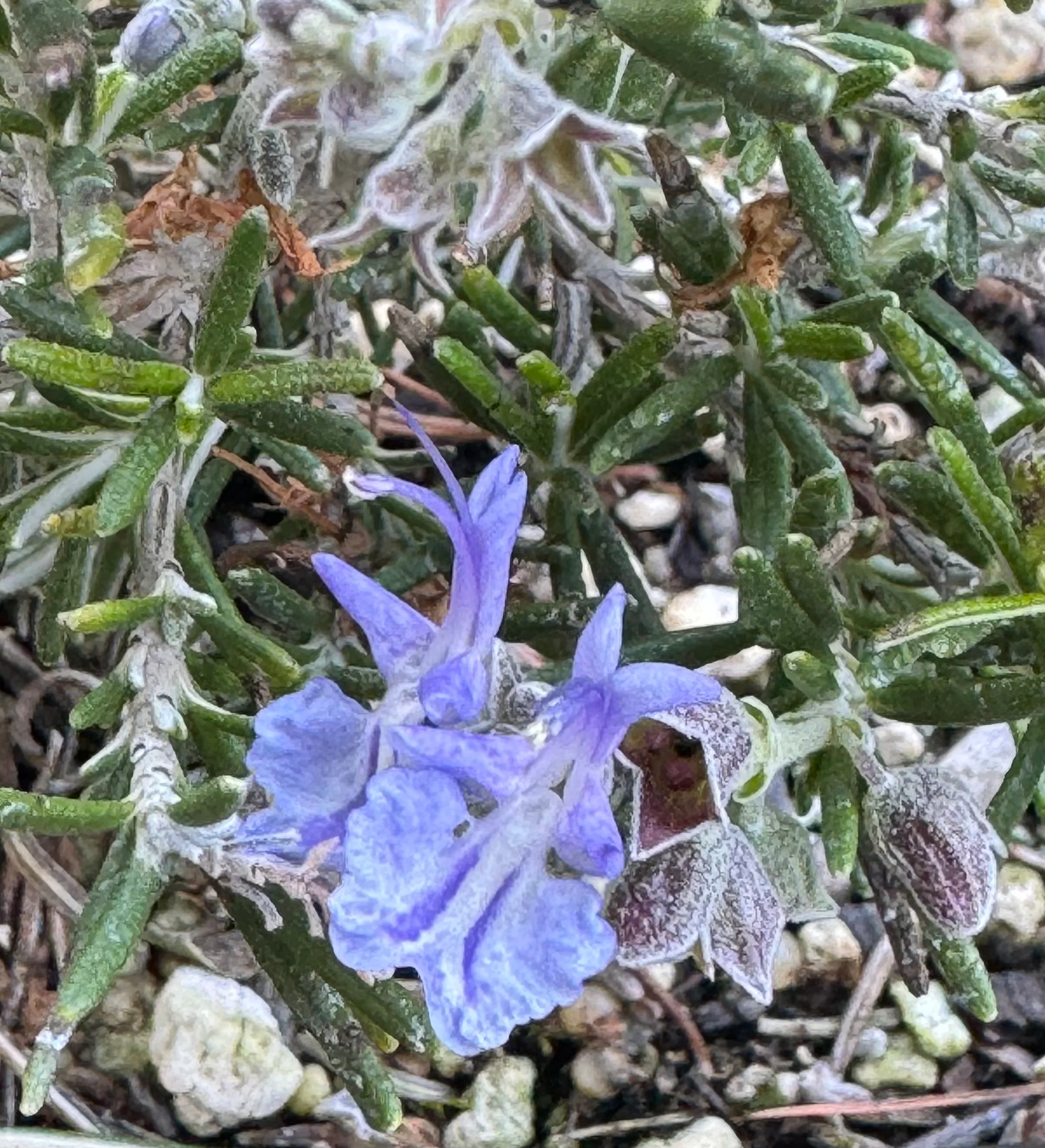 *RETAIL - Rosmarinus officinalis 'Sorcerer's Apprentice'