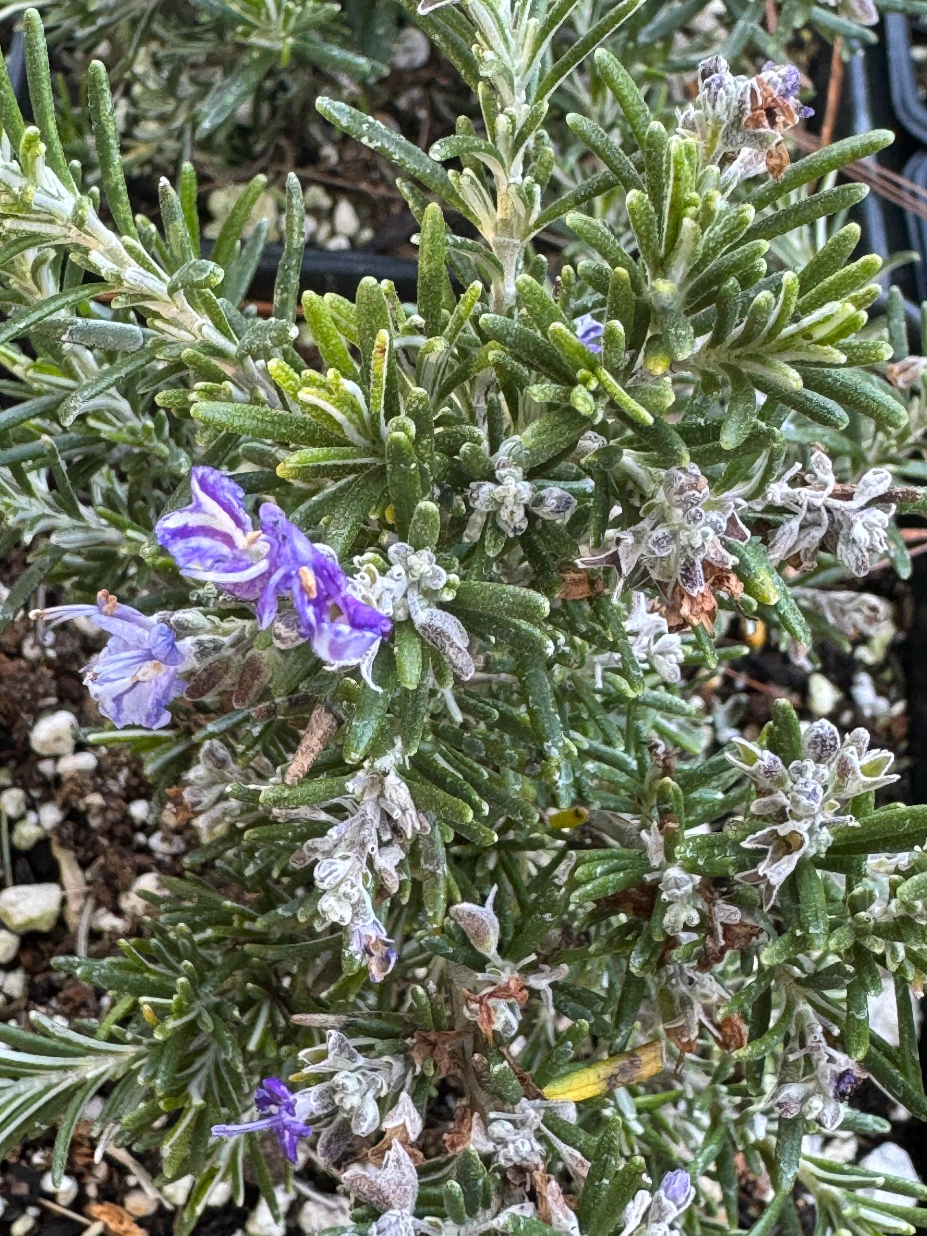 *RETAIL - Rosmarinus officinalis 'Sorcerer's Apprentice' - Image 2