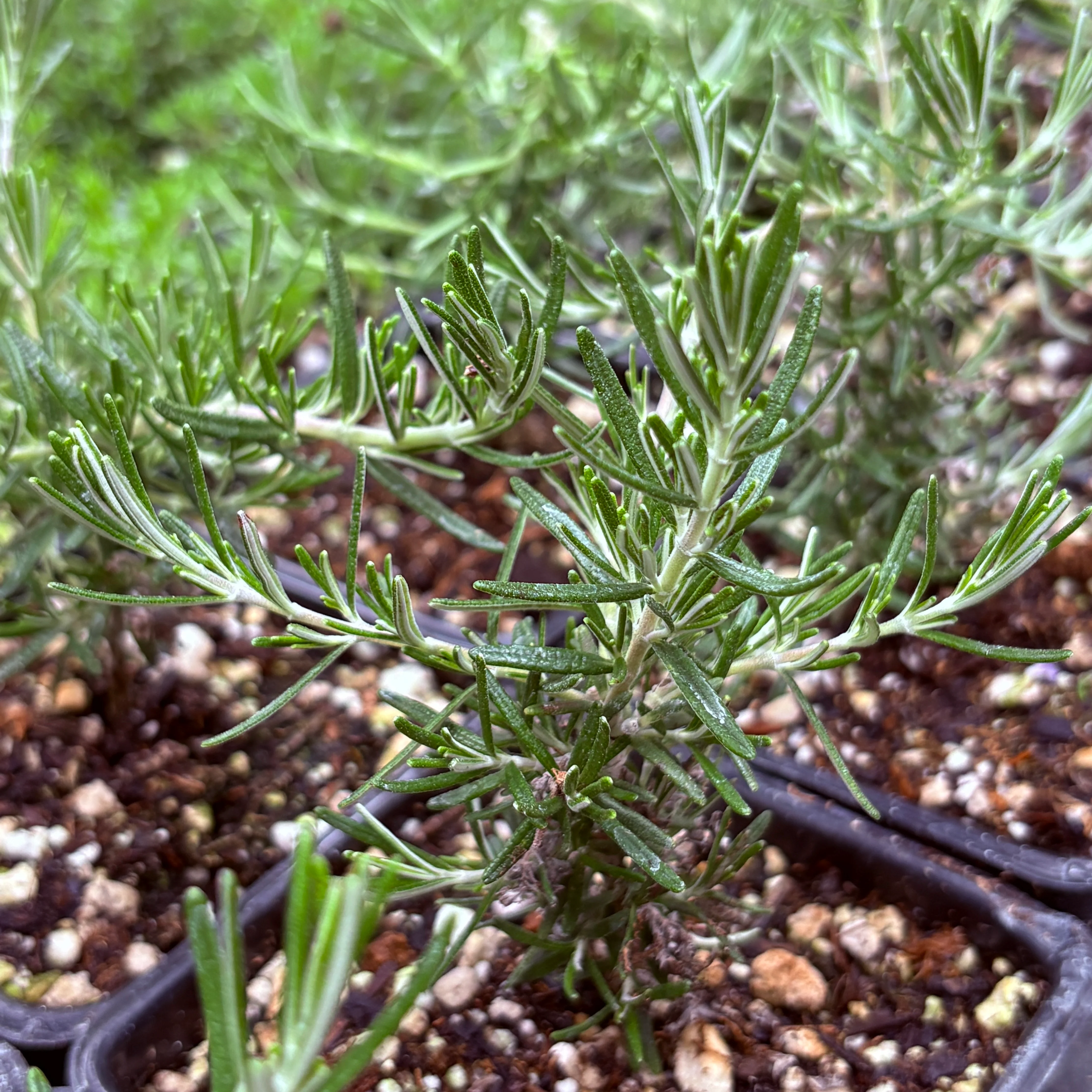 *RETAIL - Rosmarinus officinalis 'Sorcerer's Apprentice' - Image 3