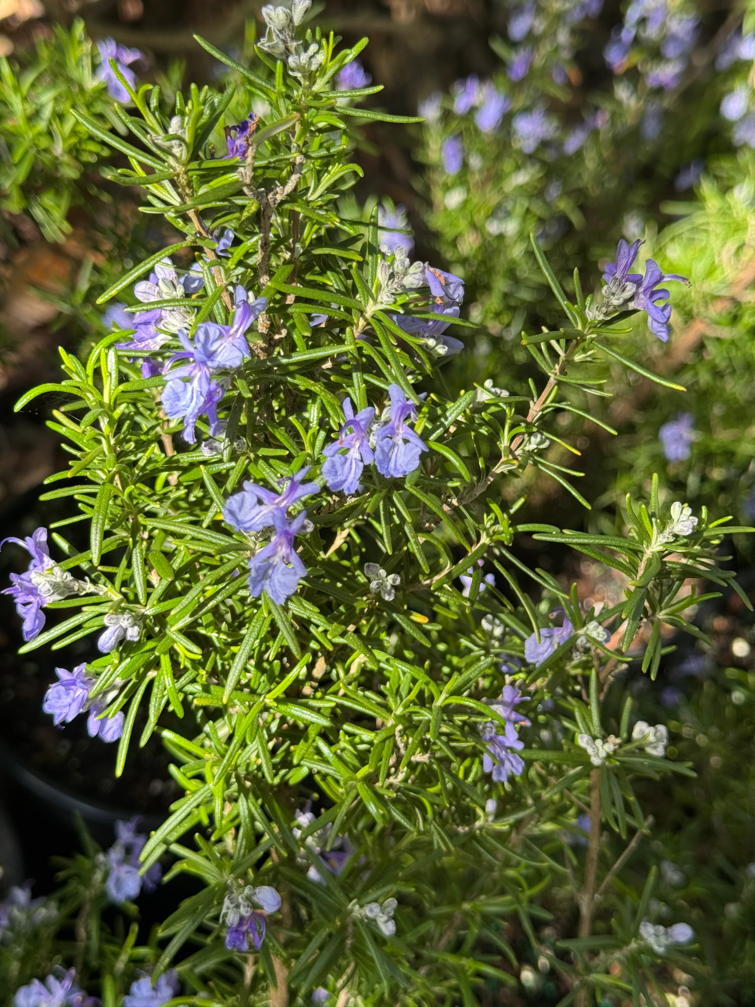 *RETAIL - Rosmarinus 'Tuscan Blue' - Image 2