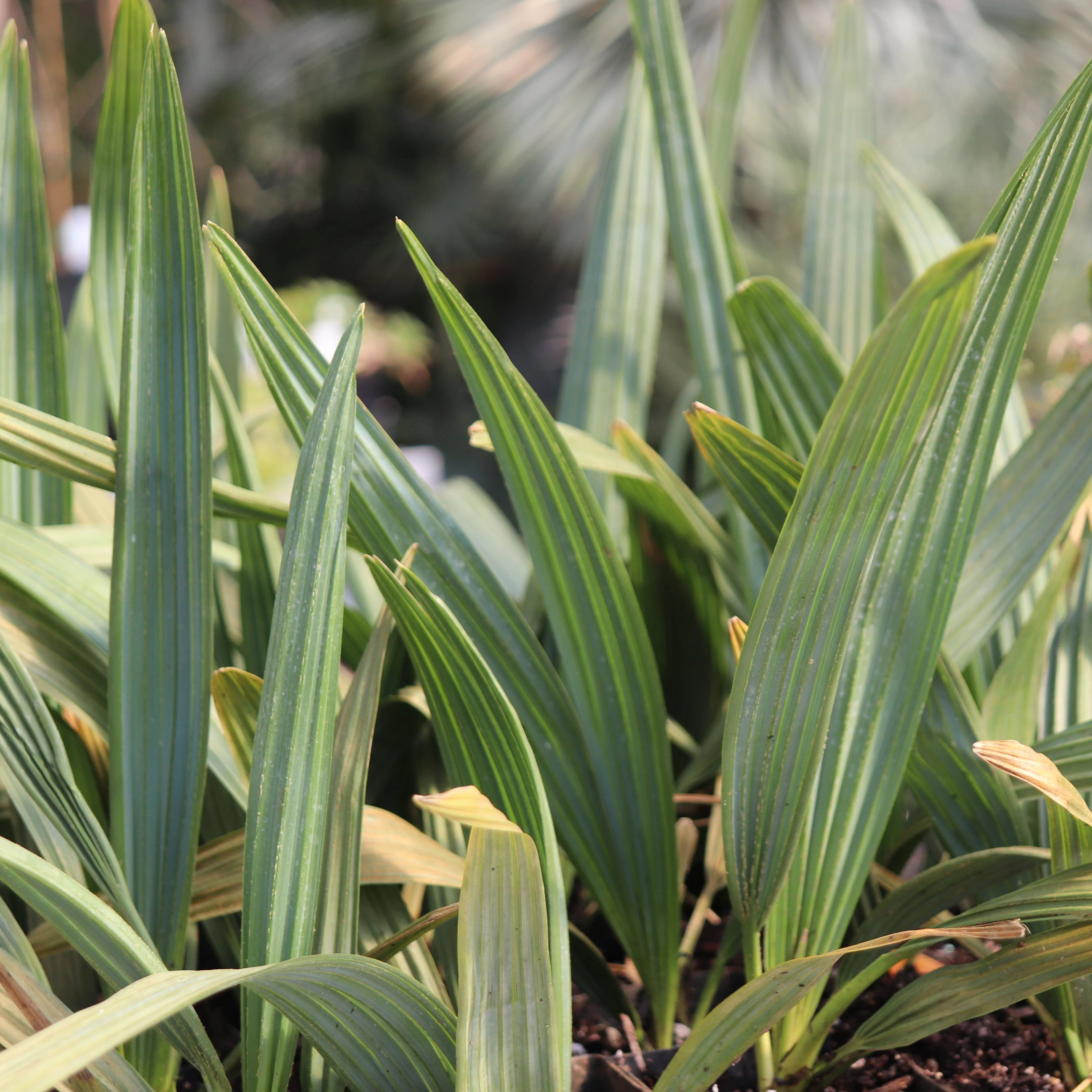 *RETAIL - Sabal minor 'Cherokee' - Image 2