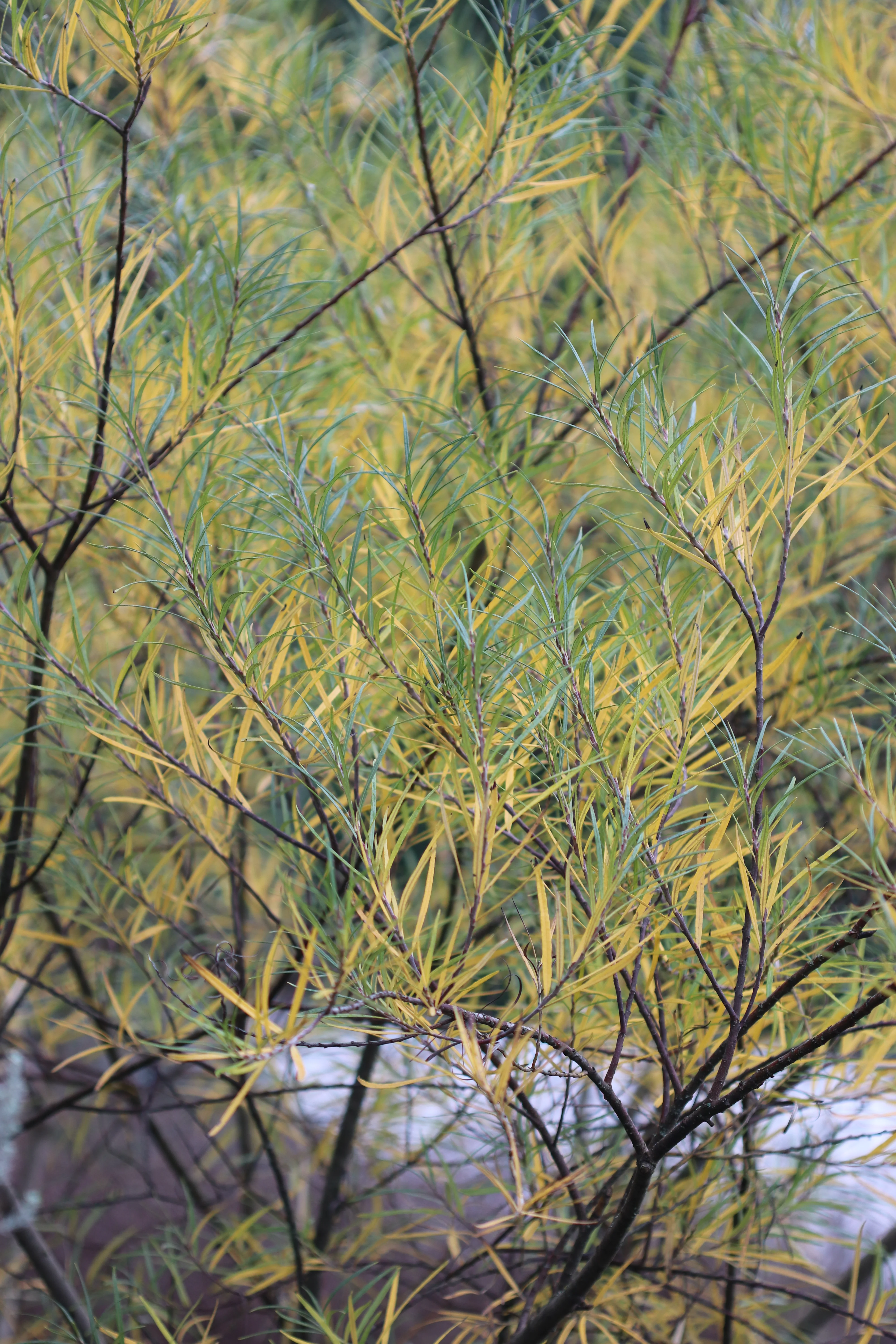 *RETAIL - Salix elaeagnos ssp. angustifolia - Image 2