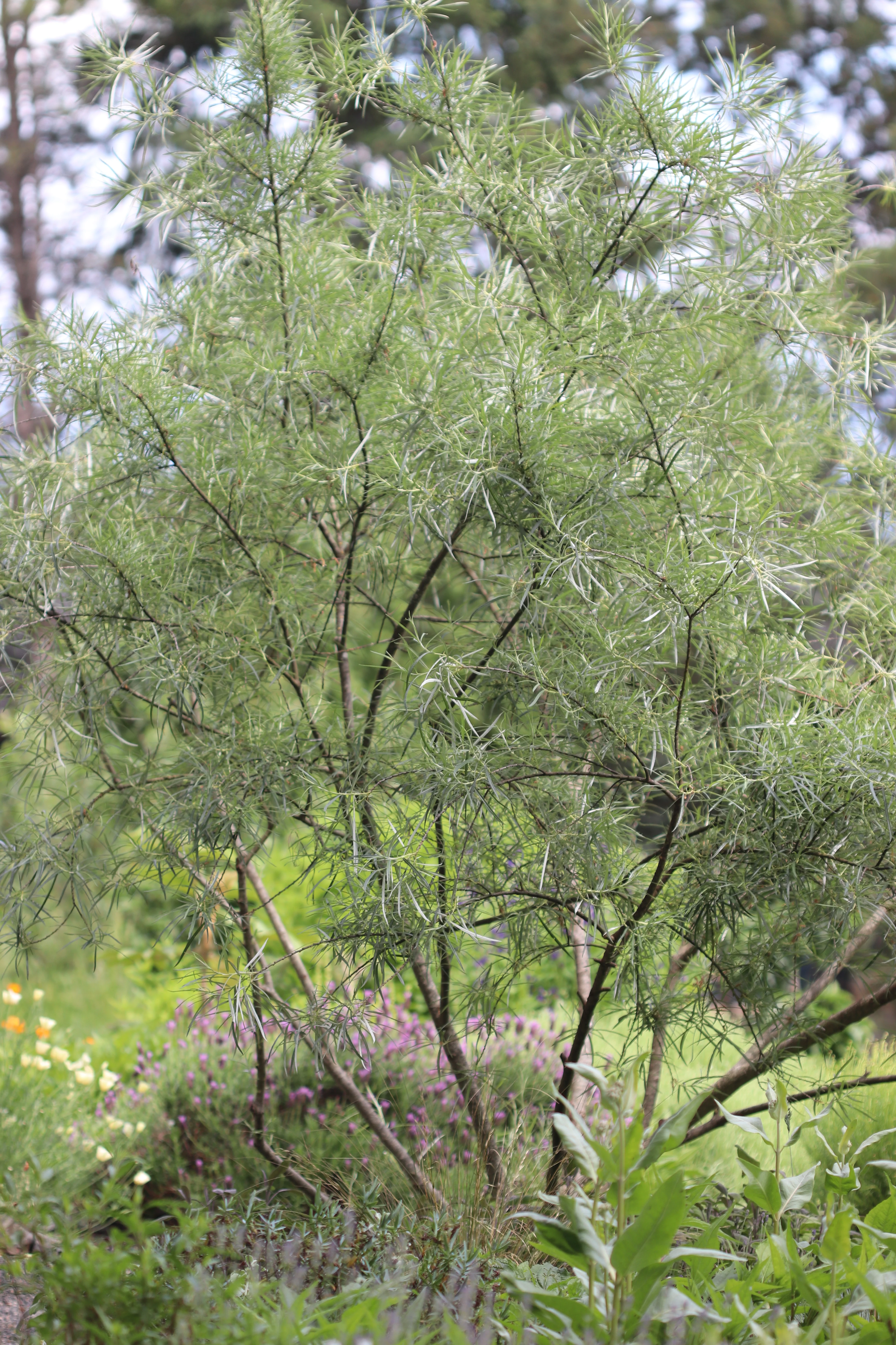 *RETAIL - Salix elaeagnos ssp. angustifolia - Image 3