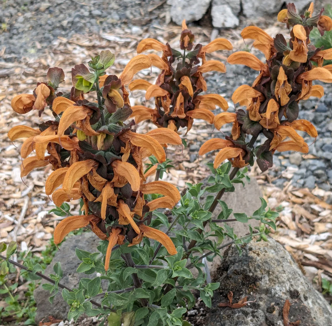 *RETAIL - Salvia africana-lutea