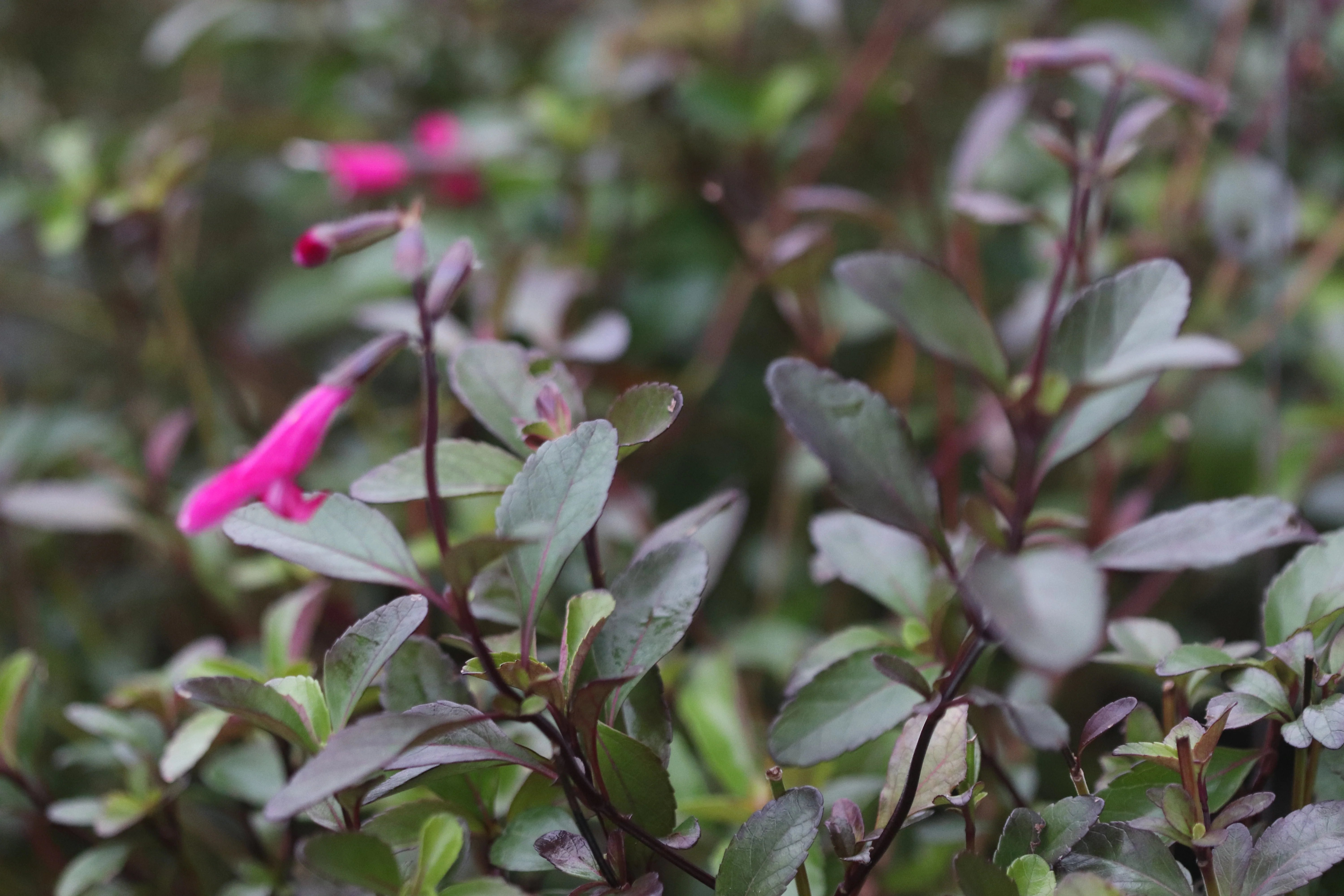Salvia buchananii 'Velvet Slipper' - Image 3