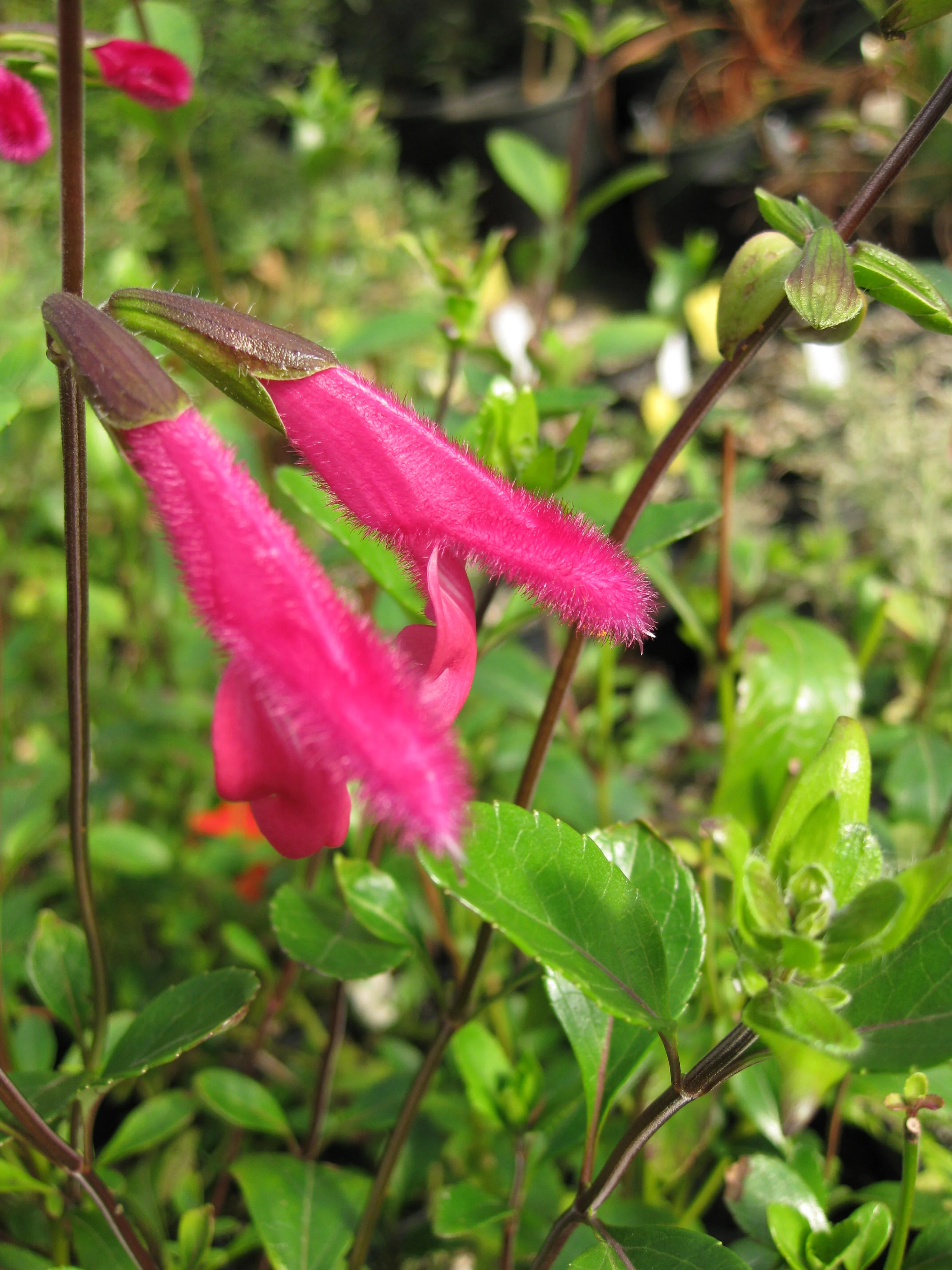 Salvia buchananii 'Velvet Slipper' - Image 4