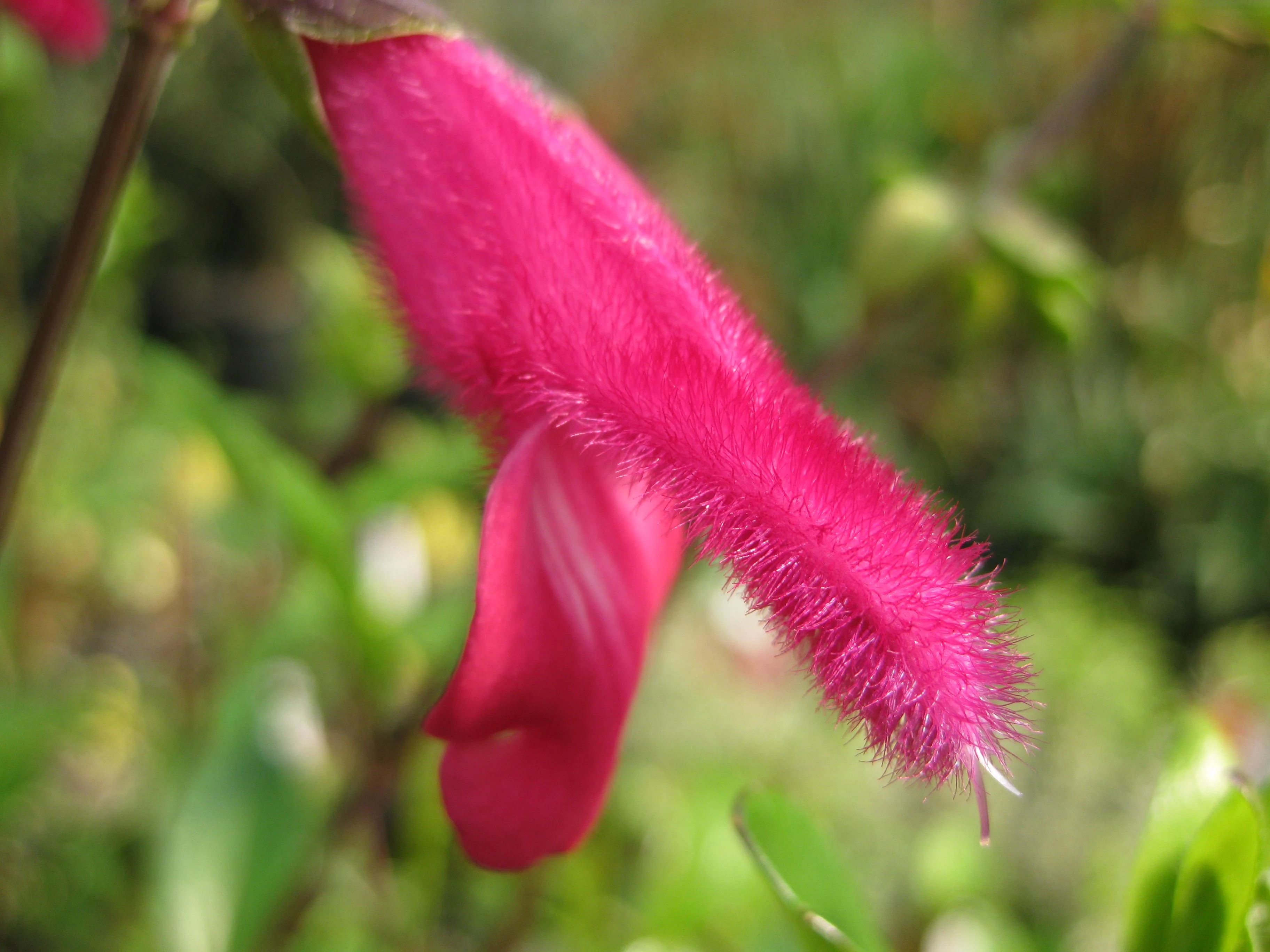 Salvia buchananii 'Velvet Slipper' - Image 5