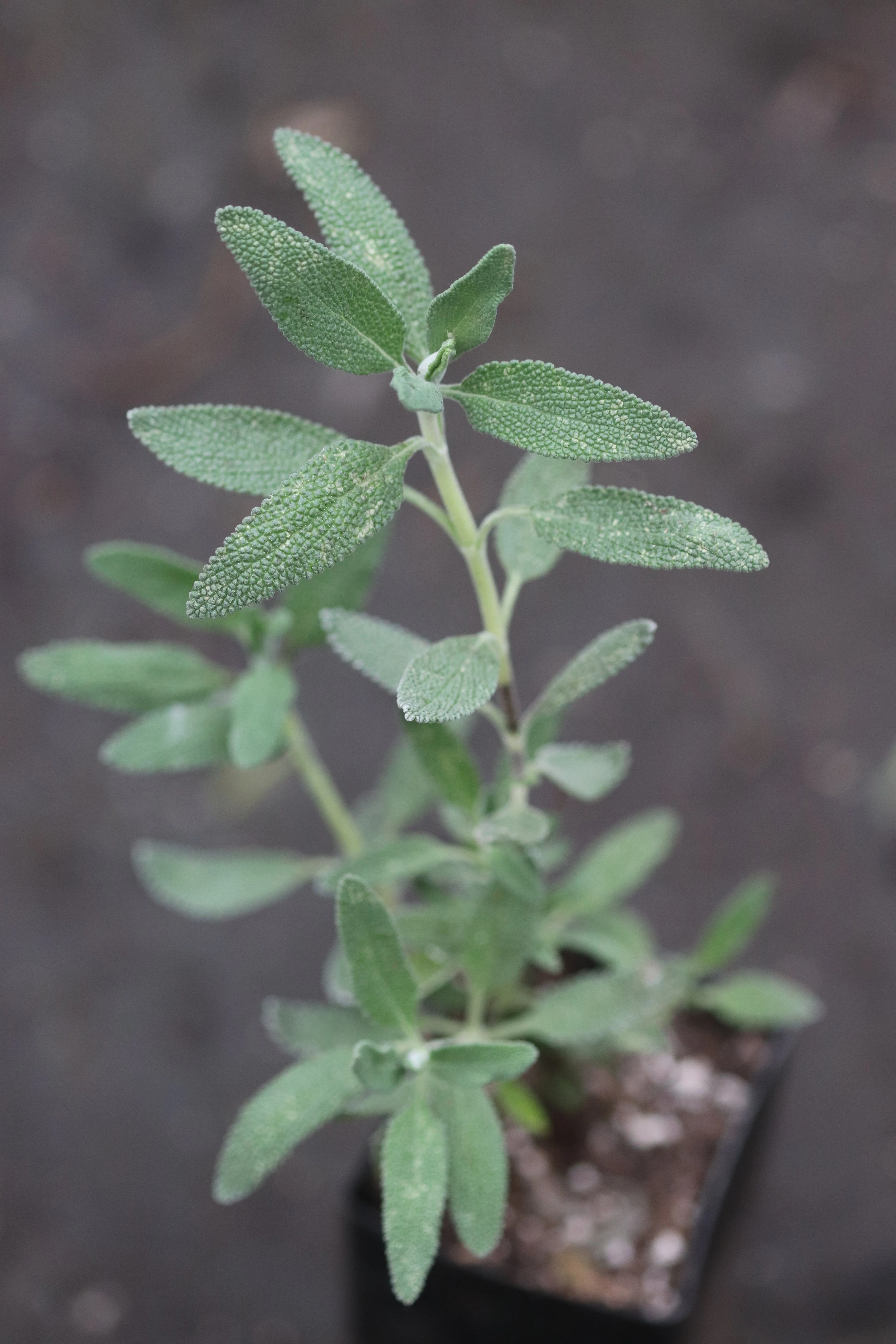 *RETAIL - Salvia 'Calamity Jane' - Image 2