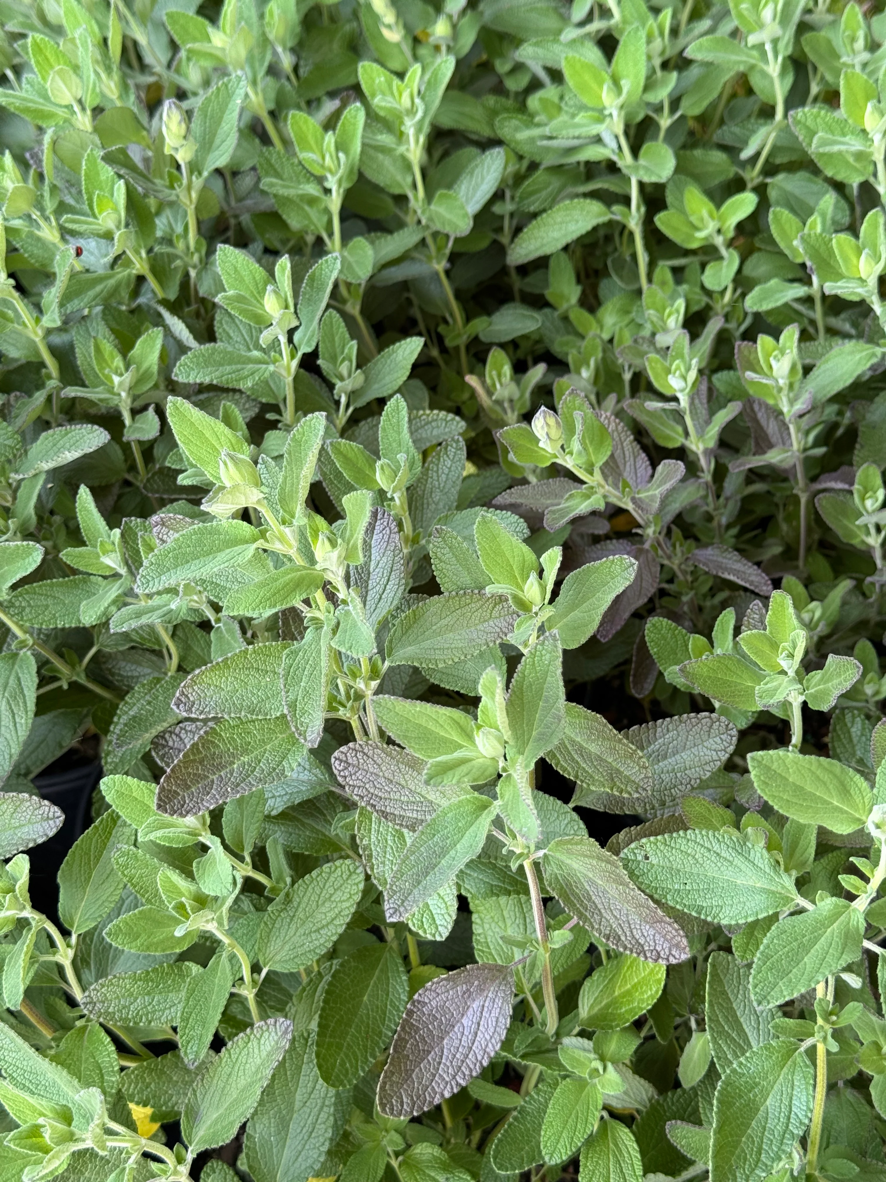 *RETAIL - Salvia chamaedryoides 'Marine Blue'