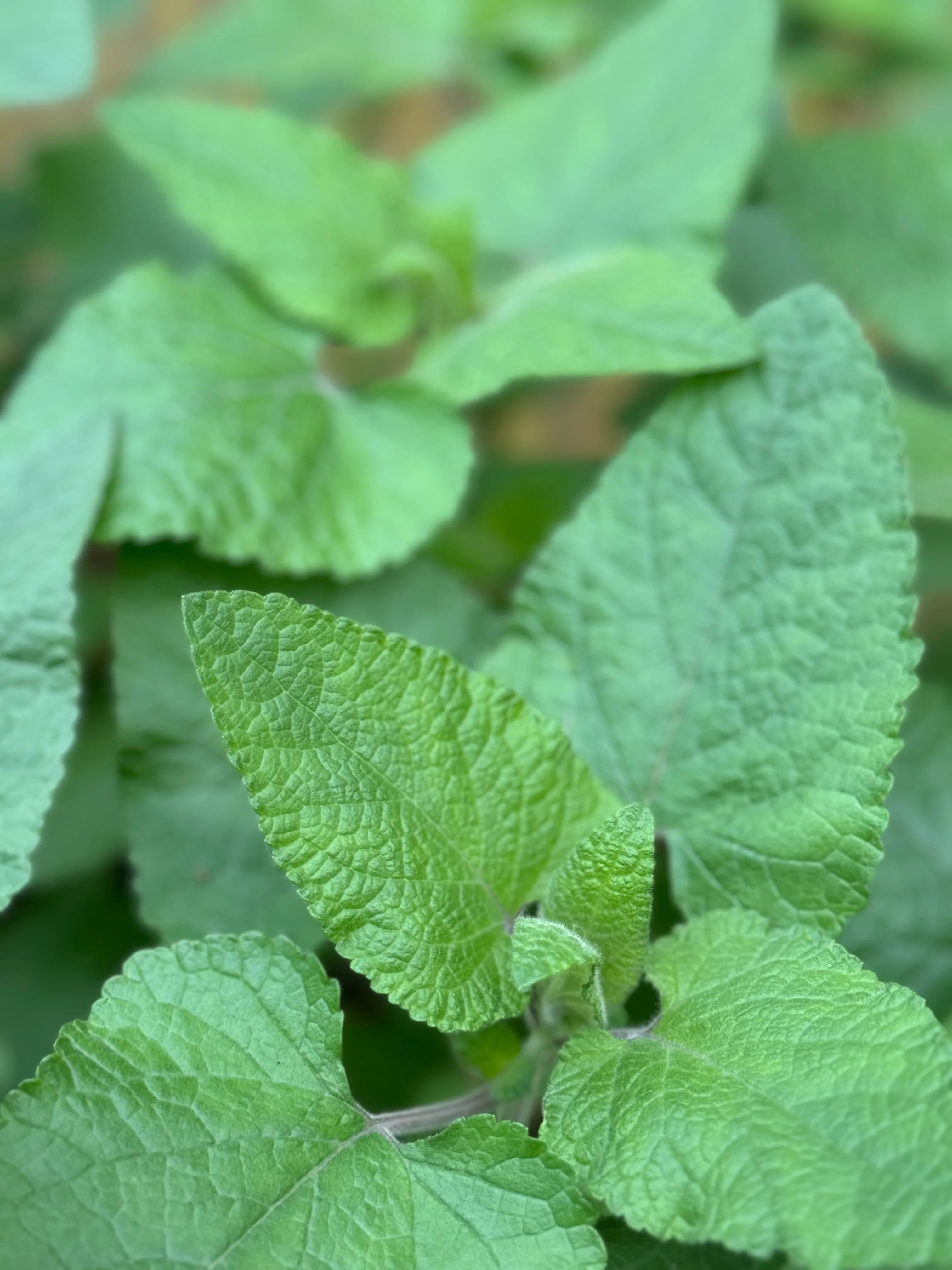 Salvia darcyi - Image 2