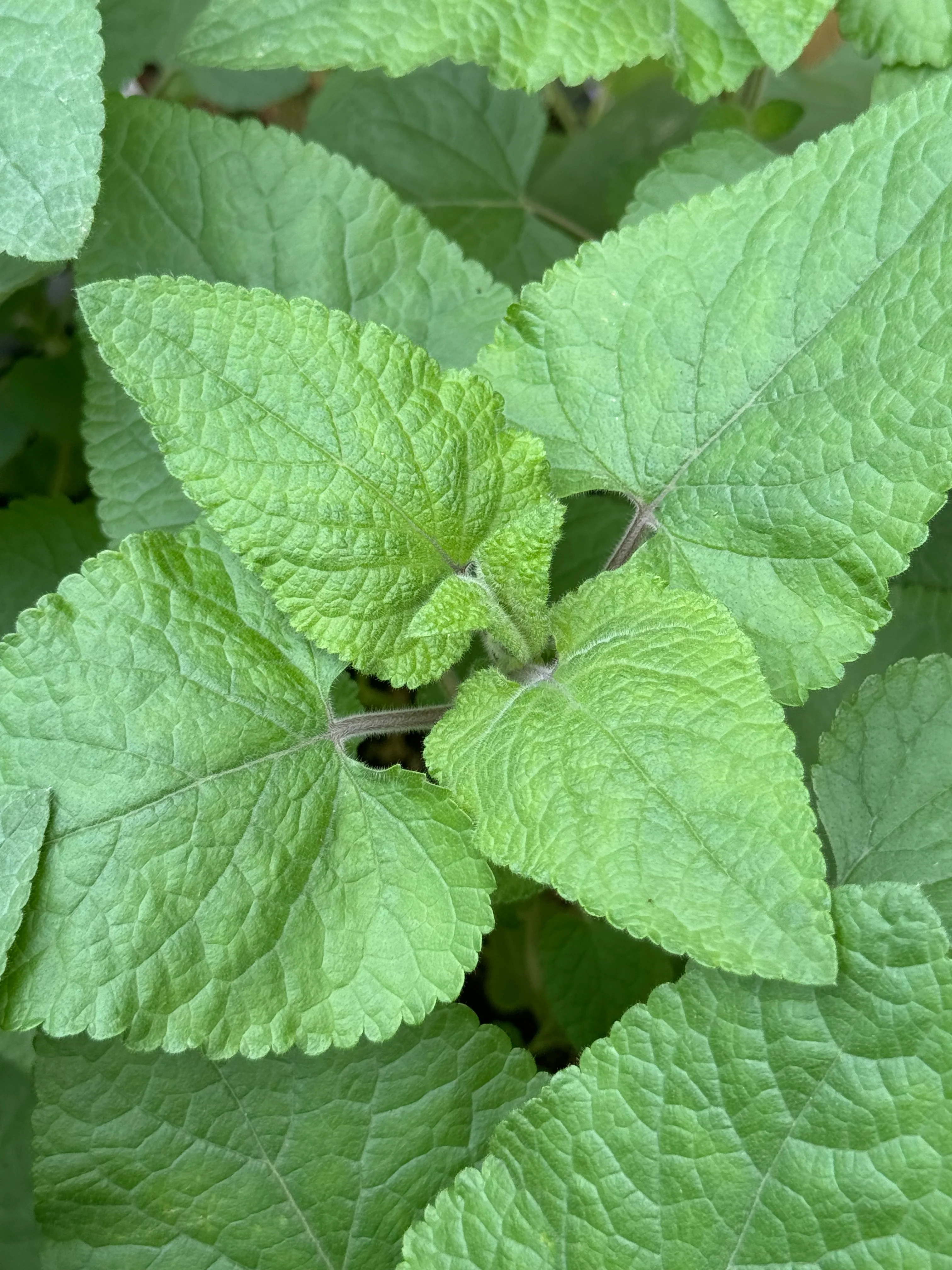 Salvia darcyi - Image 3