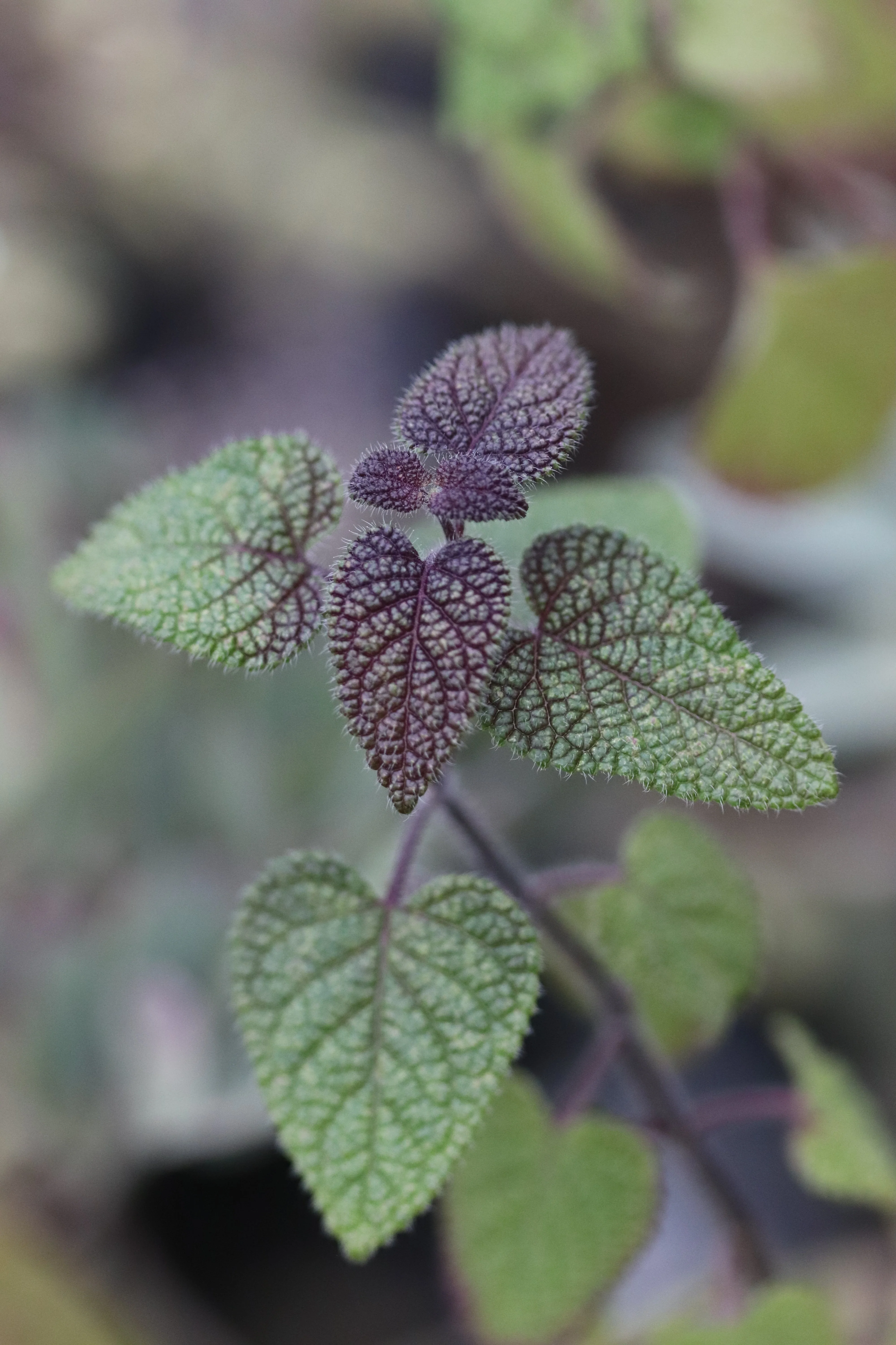 *RETAIL - Salvia disjuncta - Image 2