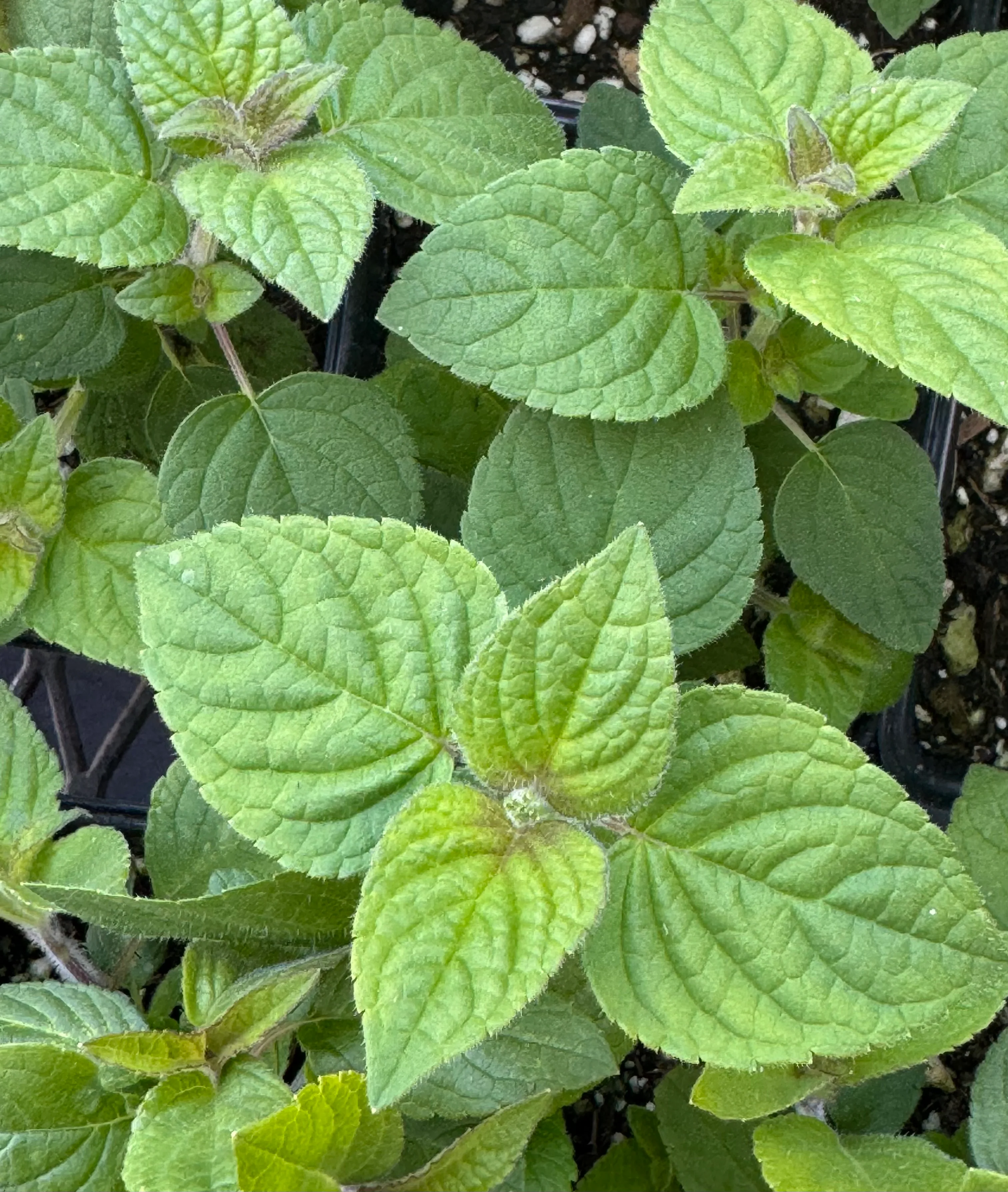 *RETAIL - Salvia elegans 'Honey Melon' - Image 2