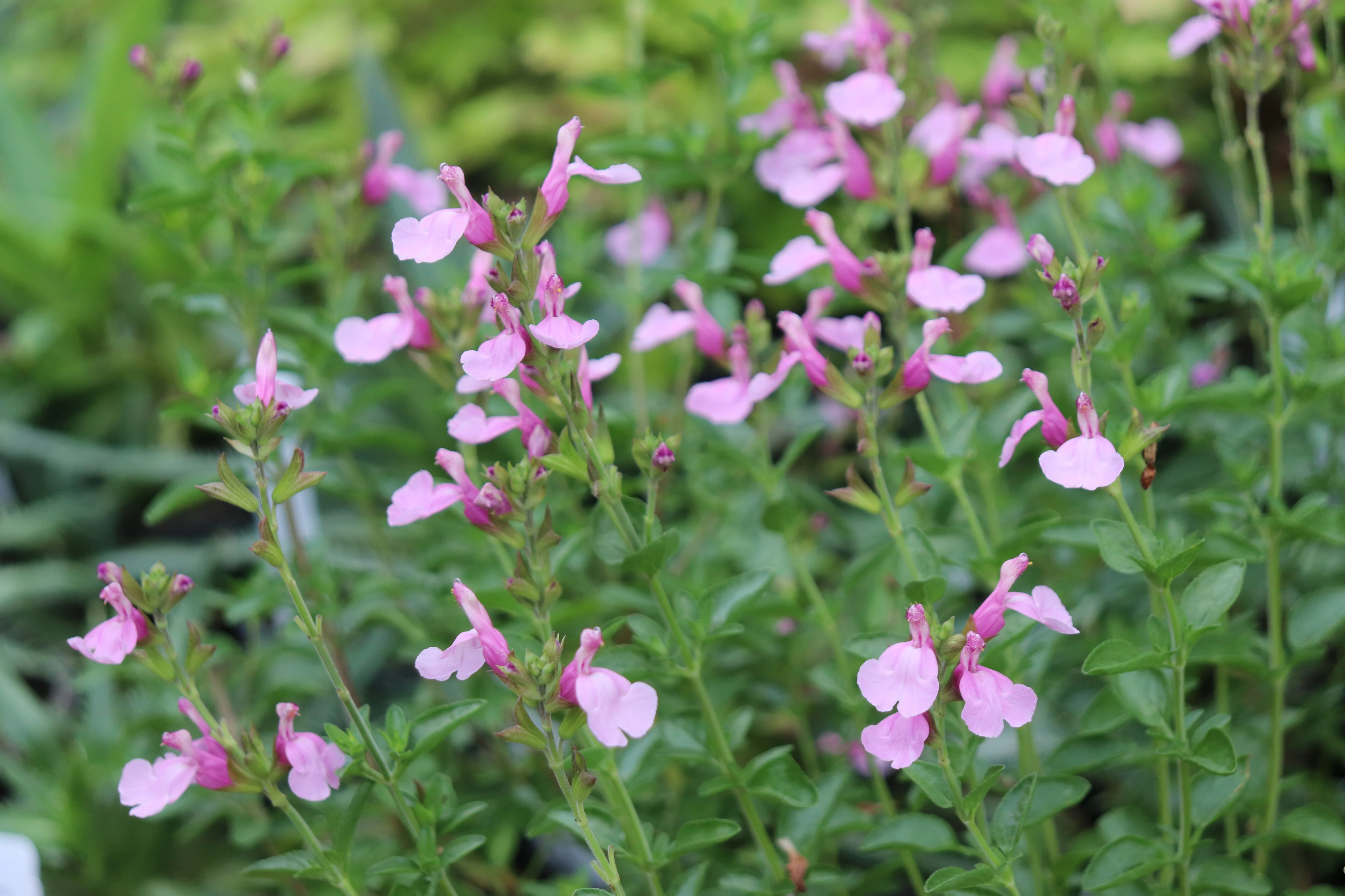 *RETAIL - Salvia greggii 'Playa Rosa' - Image 2