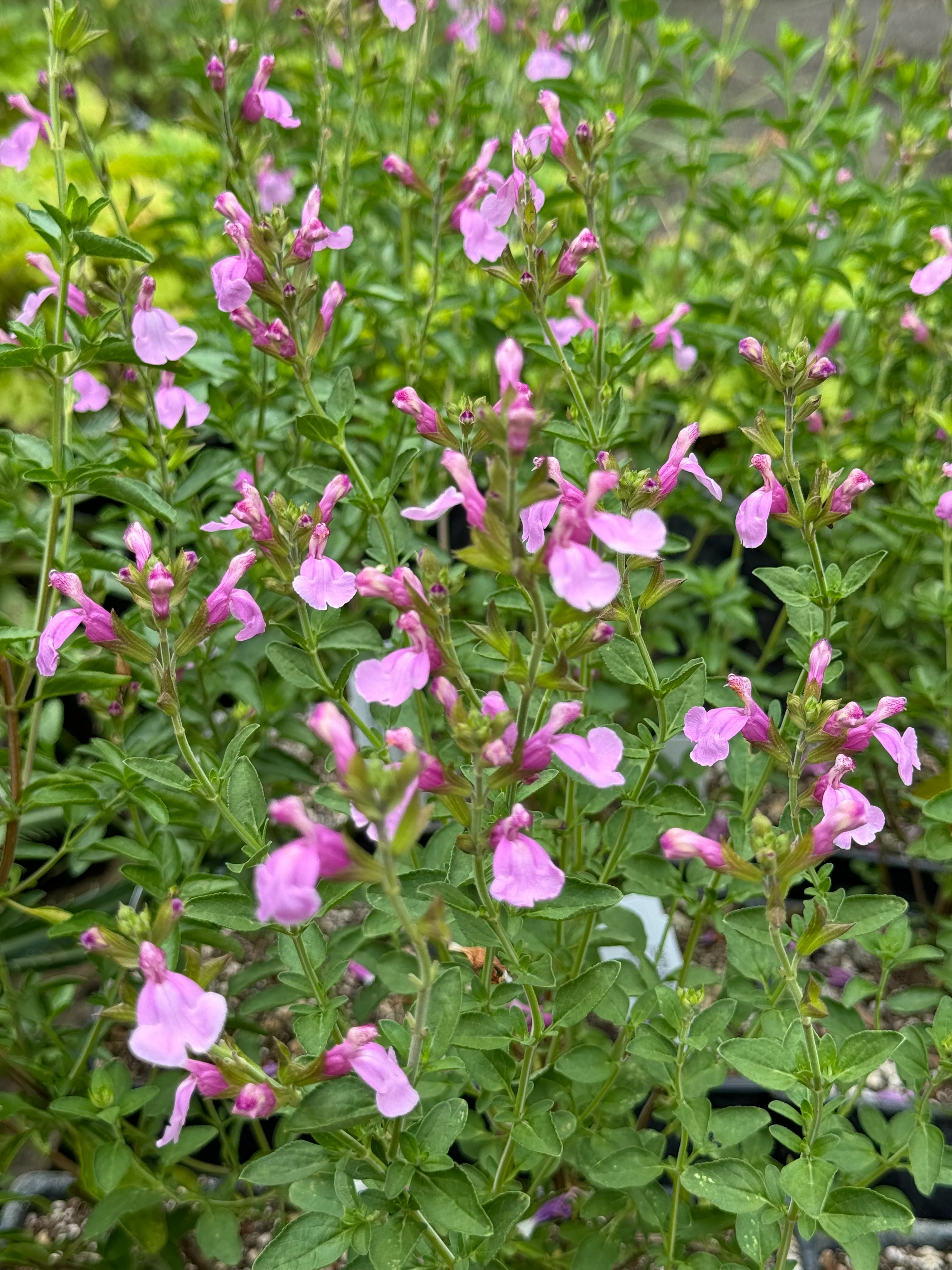 *RETAIL - Salvia greggii 'Playa Rosa' - Image 4