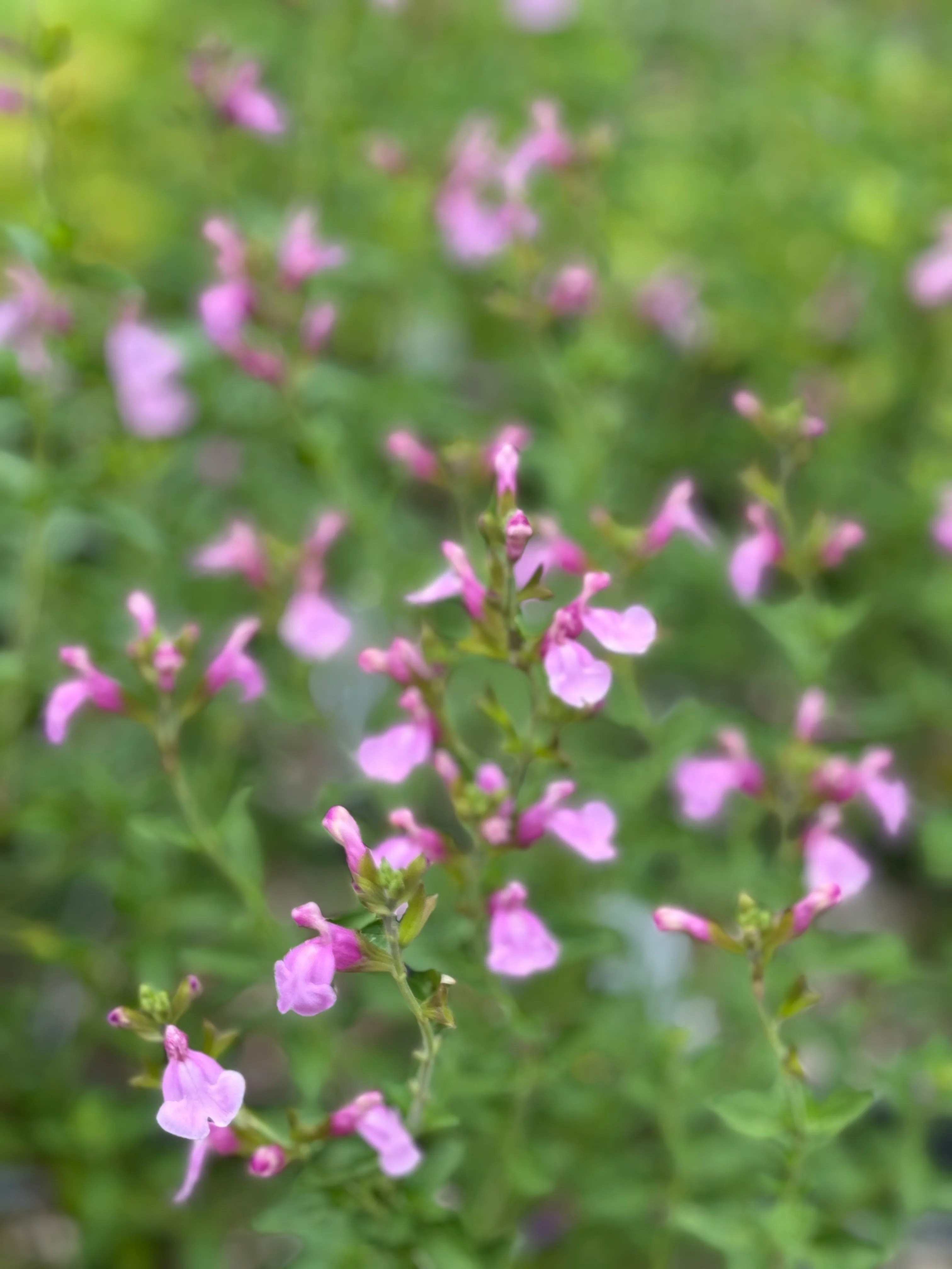 *RETAIL - Salvia greggii 'Playa Rosa' - Image 5