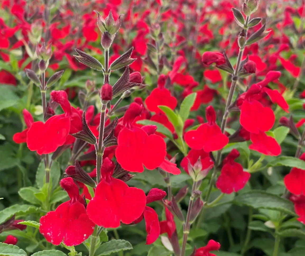*RETAIL - Salvia greggii 'Radio Red'