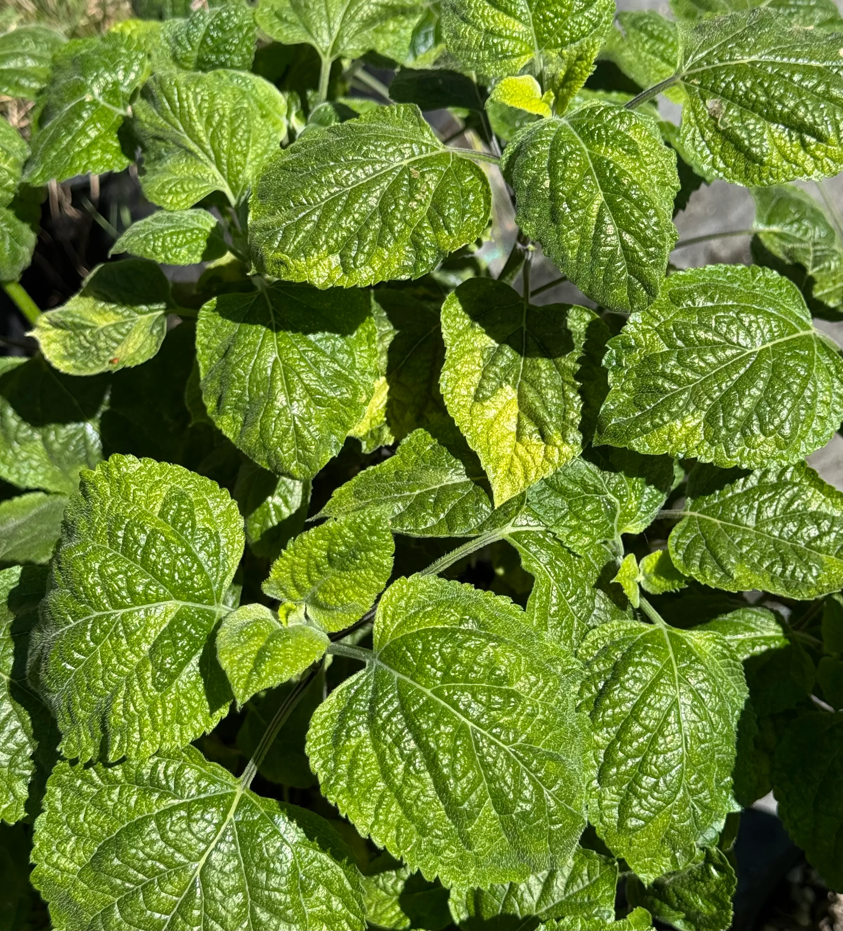 Salvia mexicana 'Variegata' - Image 3