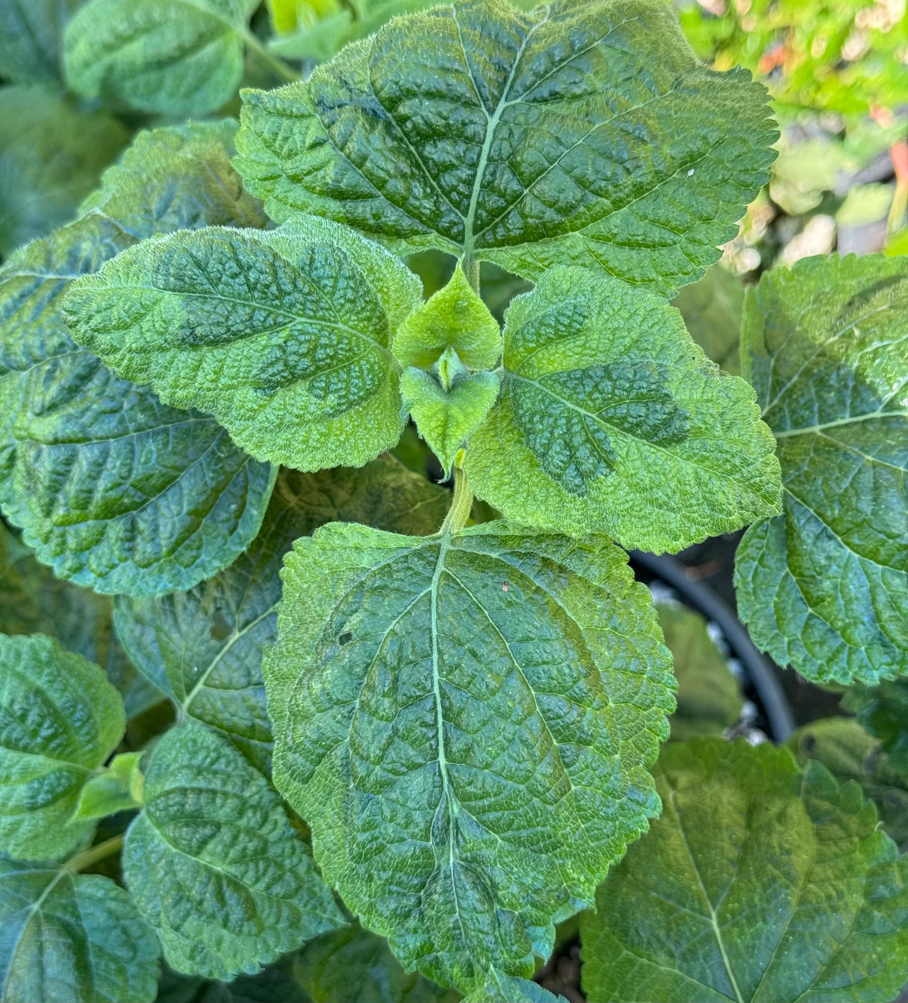 Salvia mexicana 'Variegata' - Image 4
