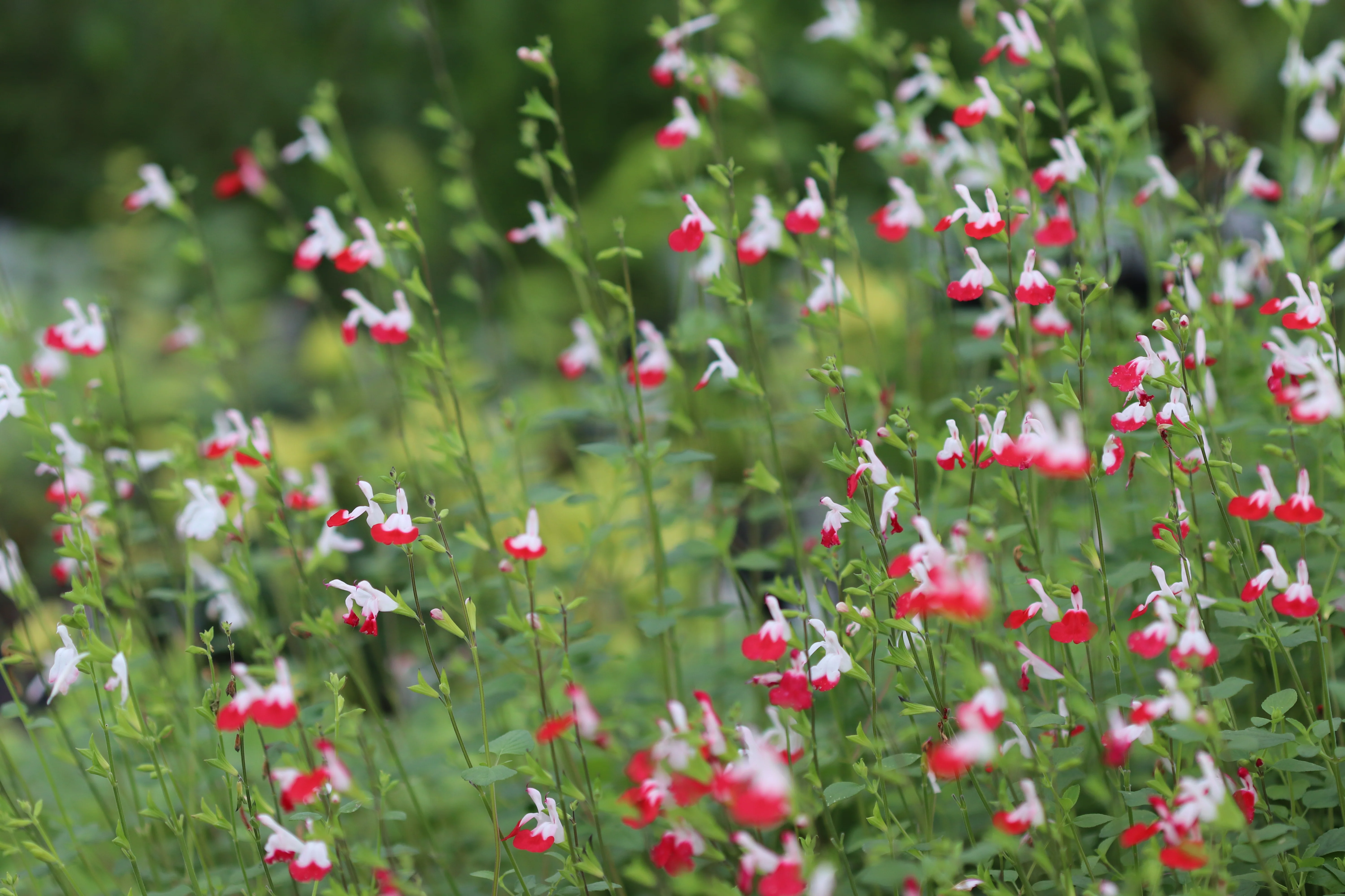*RETAIL - Salvia microphylla 'Hot Lips' - Image 2