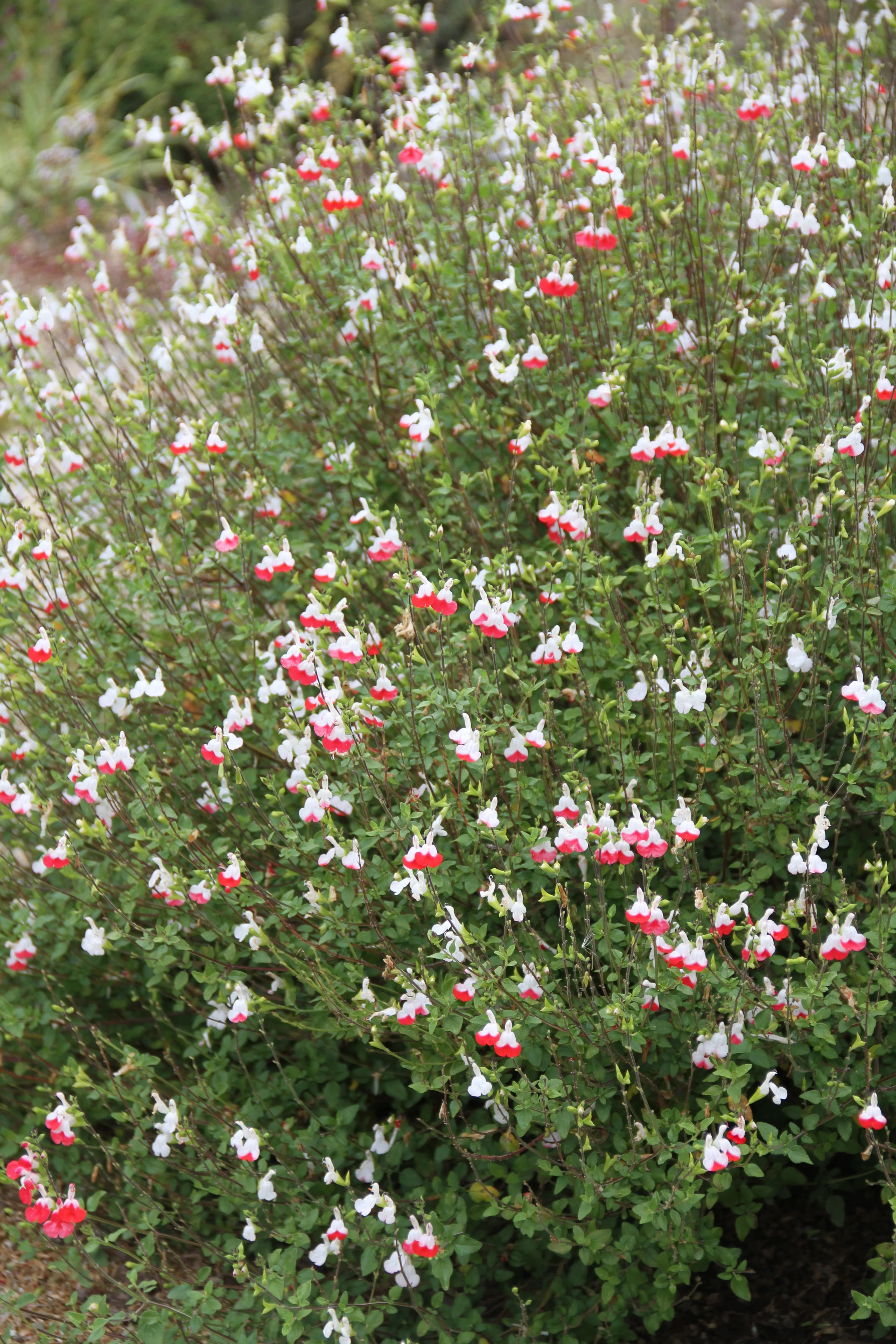 *RETAIL - Salvia microphylla 'Hot Lips' - Image 3