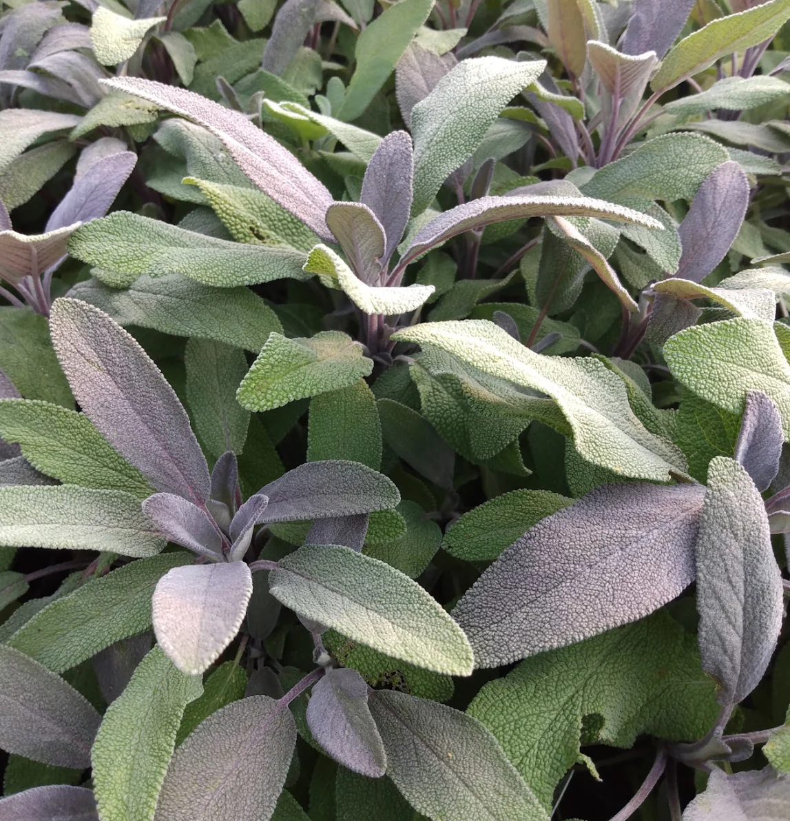 *RETAIL - Salvia officinalis 'Purpurea'