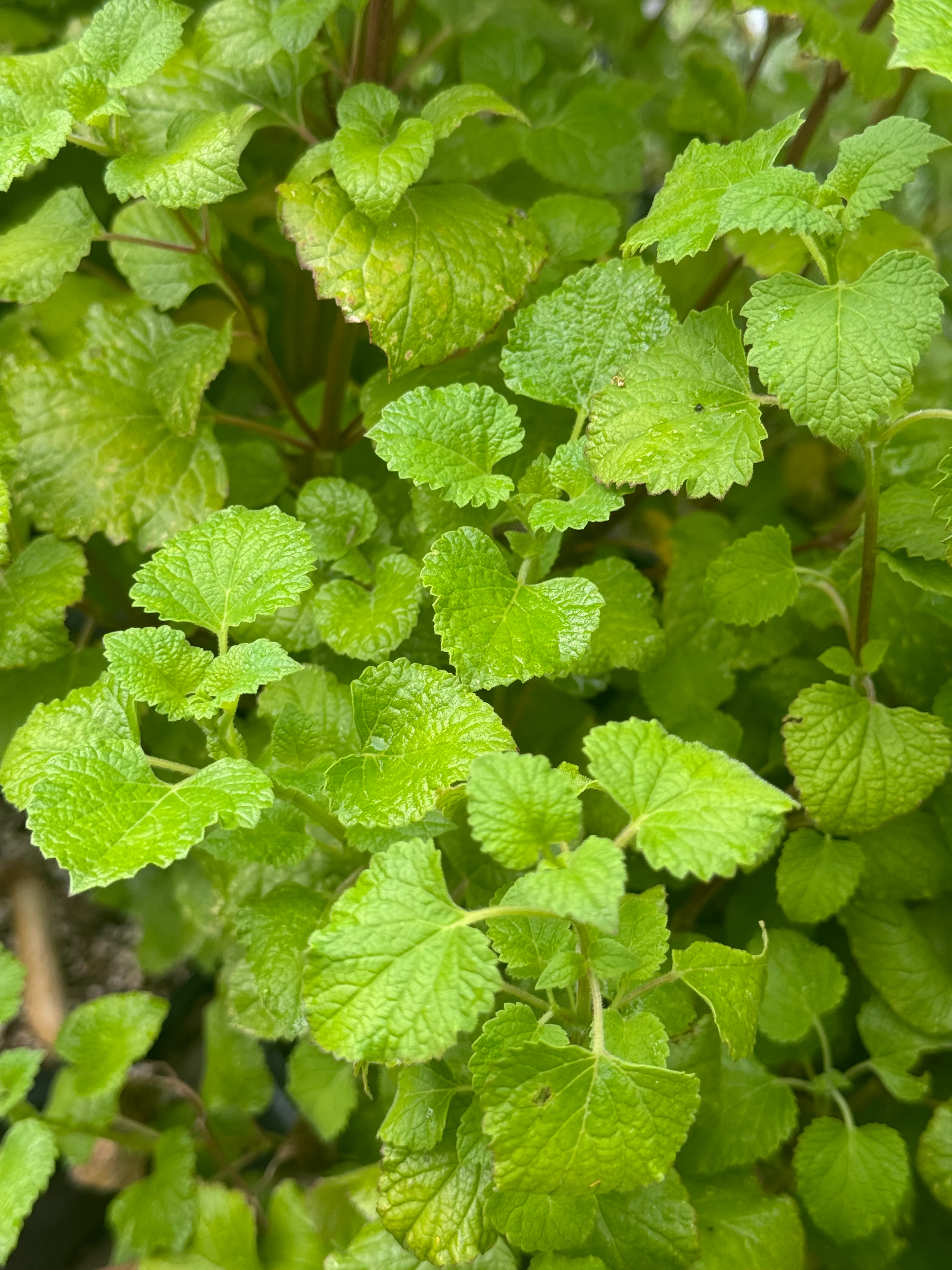 *RETAIL - Salvia regla 'Jame' - Image 2