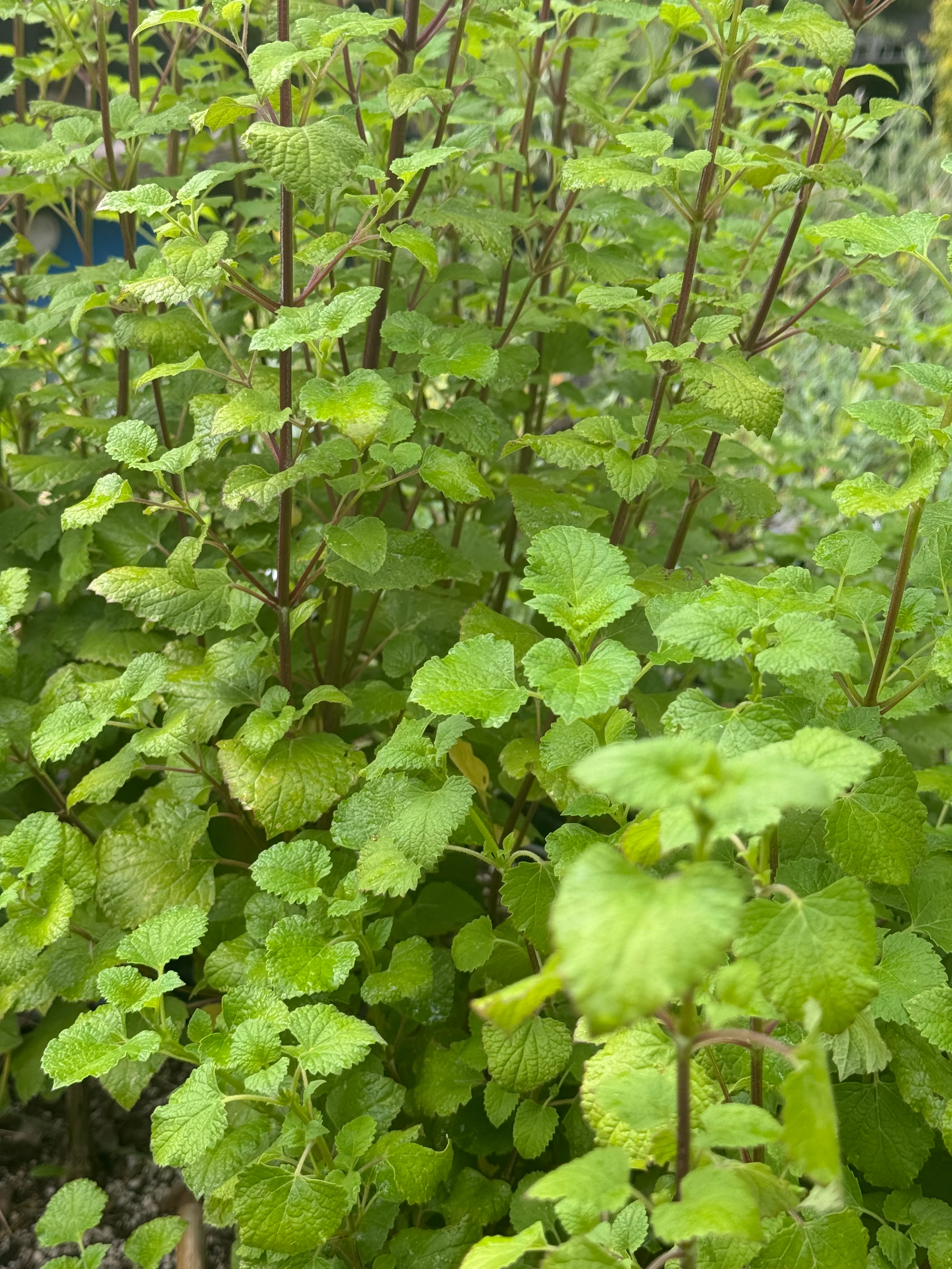 *RETAIL - Salvia regla 'Jame' - Image 3
