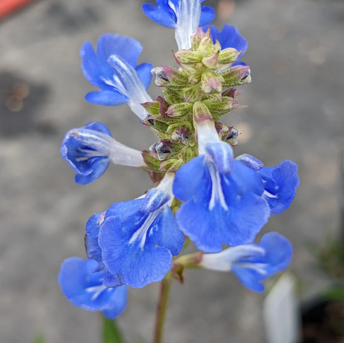 *RETAIL - Salvia uliginosa