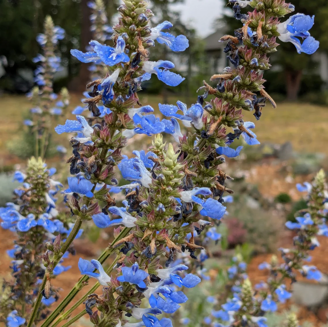 *RETAIL - Salvia uliginosa - Image 2