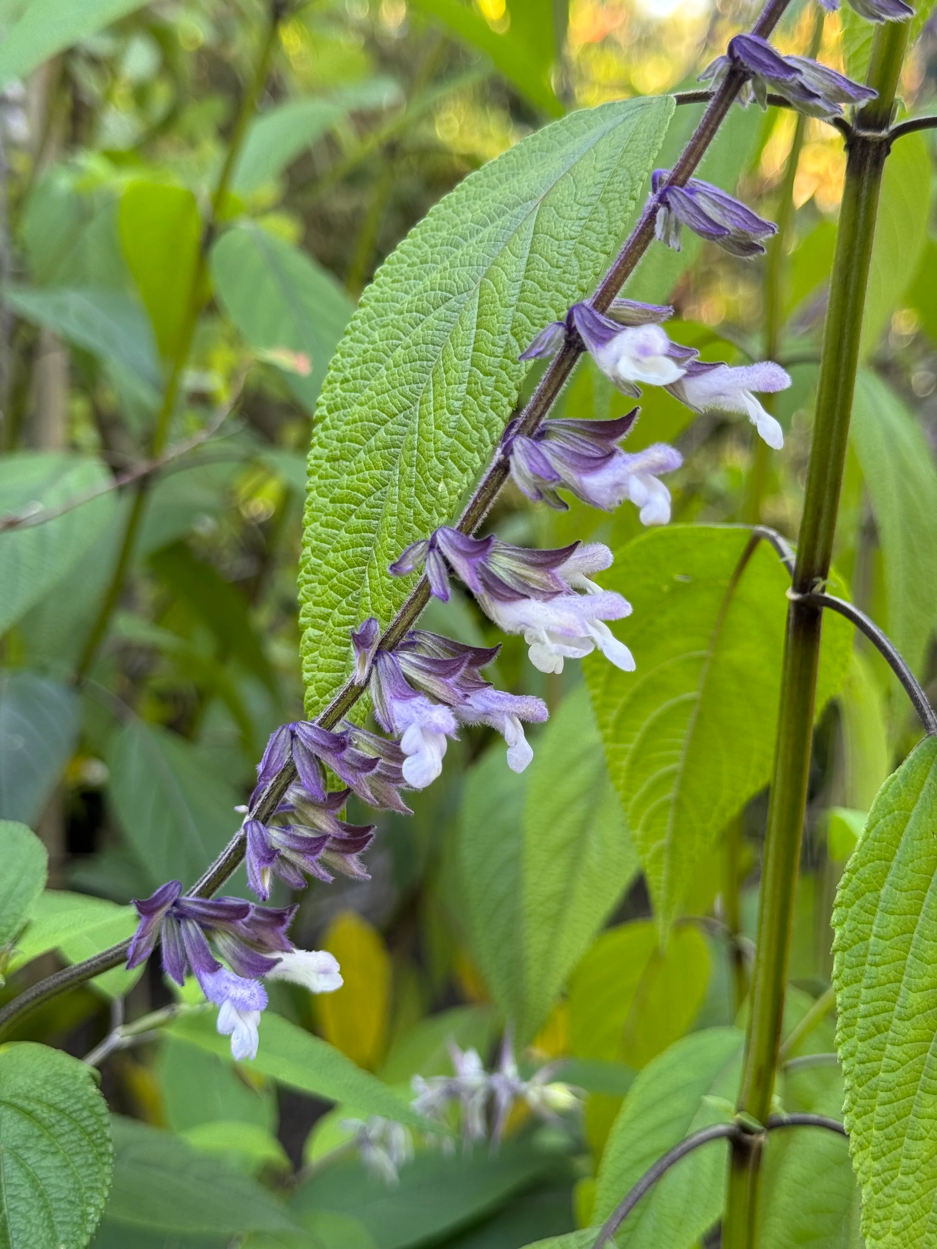 Salvia 'Waverly'