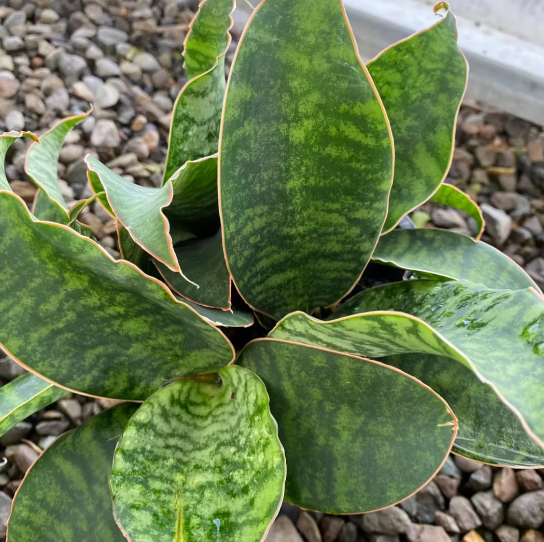 *RETAIL - Sansevieria masoniana