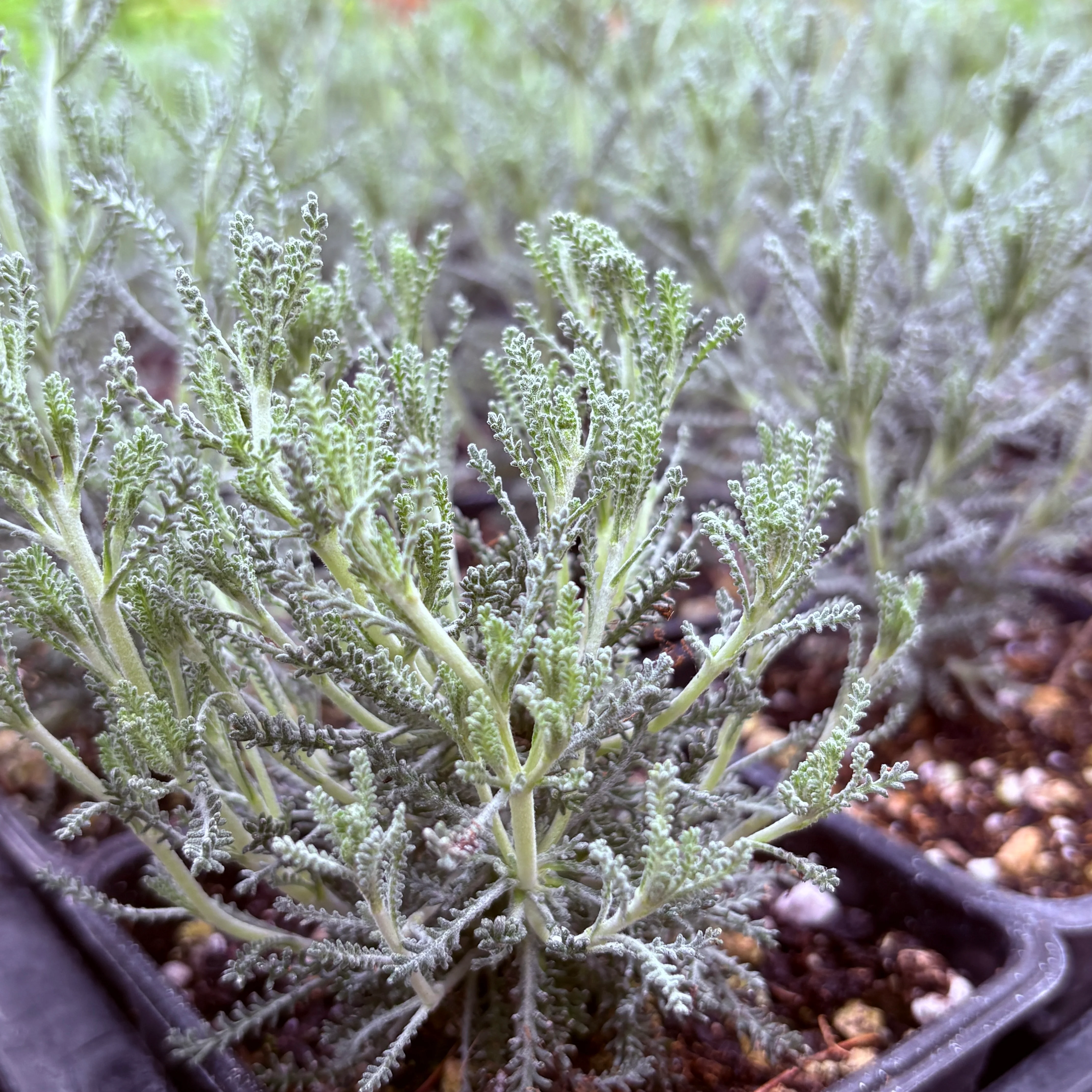 *RETAIL - Santolina chamaecyparissus 'Pretty Carroll'