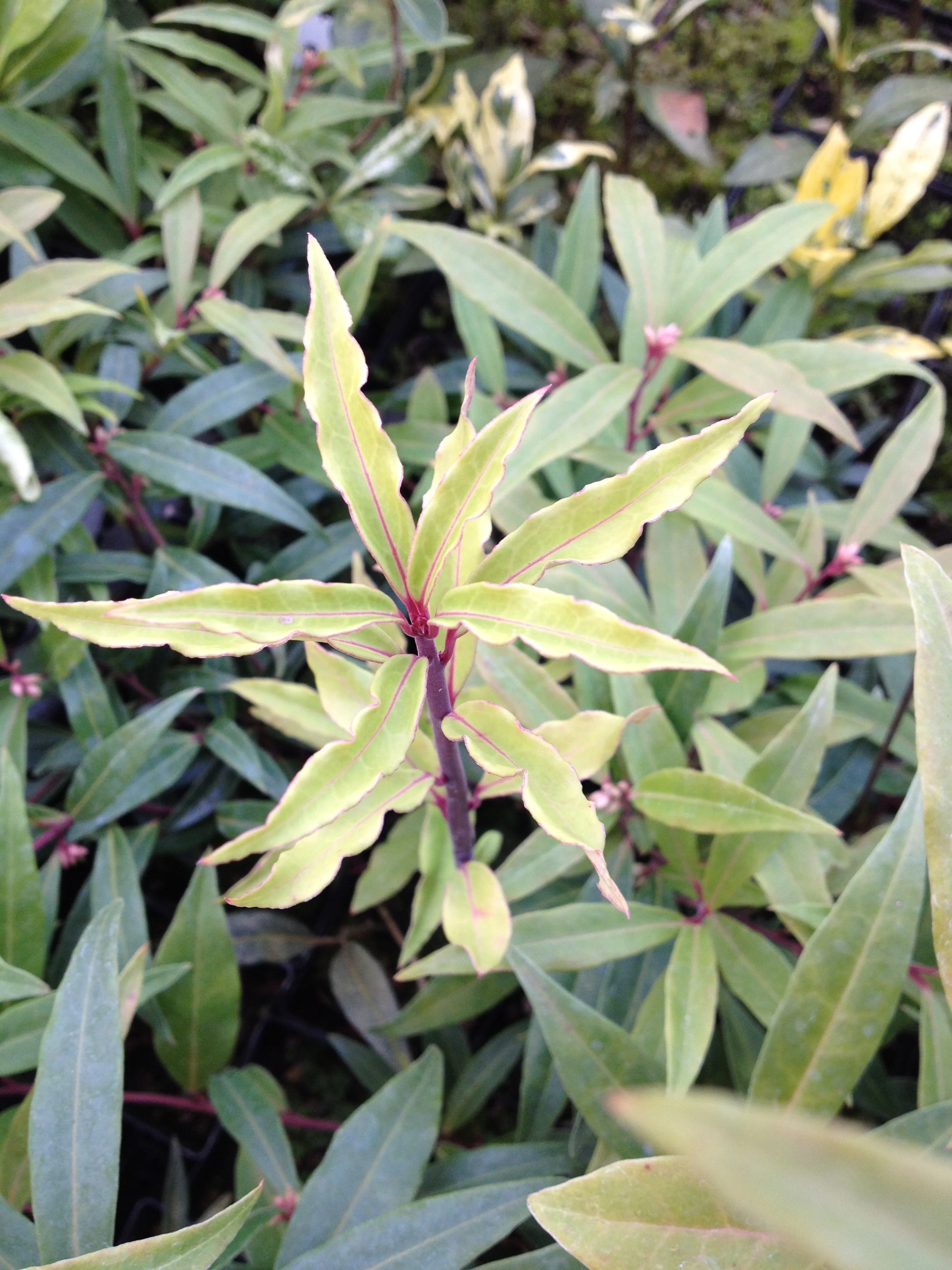 *RETAIL - Sarcococca hookeriana var. digyna 'Purple Stem' - Image 2