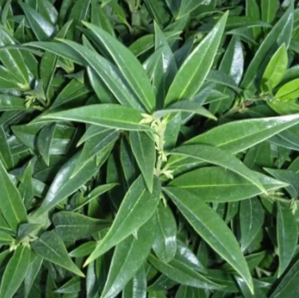 *RETAIL - Sarcococca hookeriana var. humilis