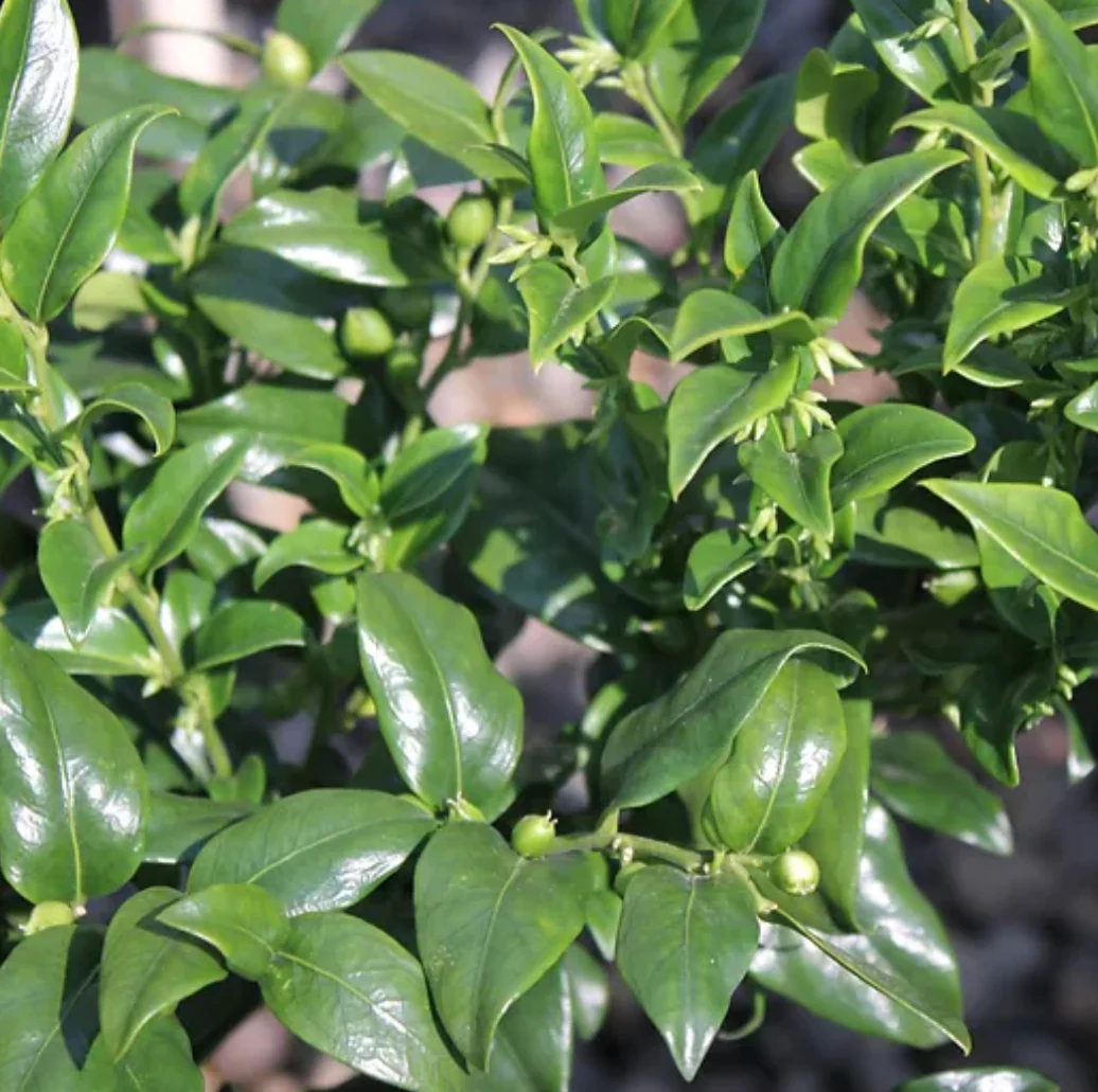 *RETAIL - Sarcococca ruscifolia - Image 2