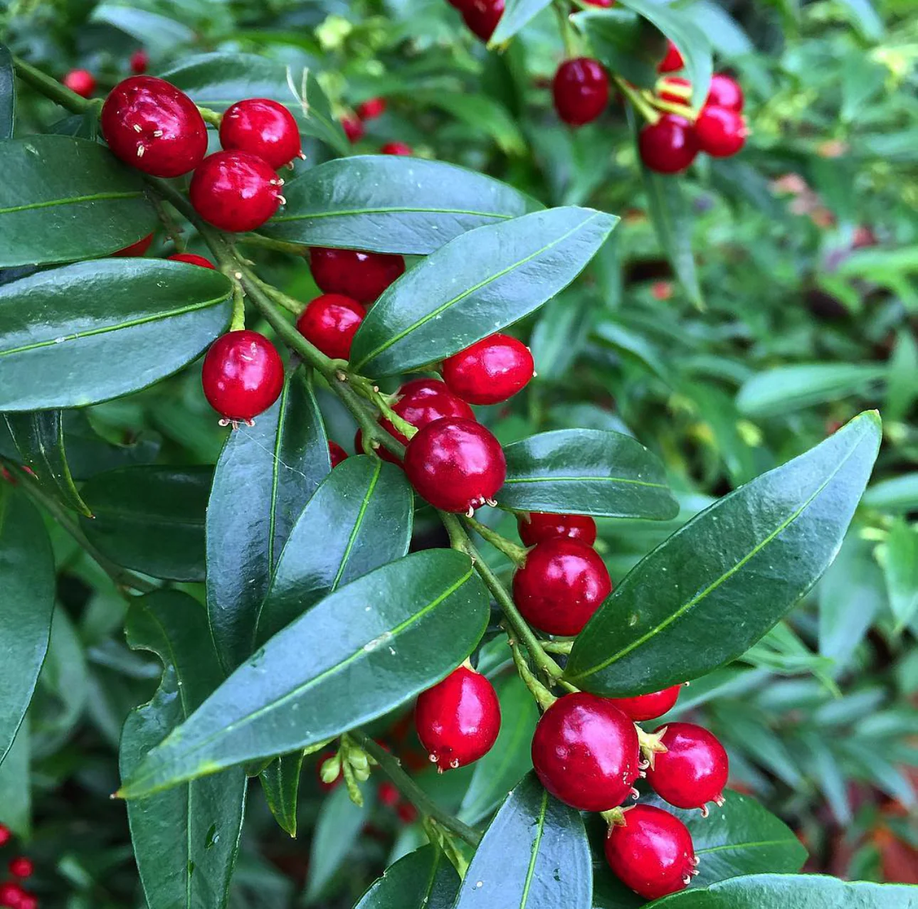 *RETAIL - Sarcococca ruscifolia var. chinensis 'Dragon Gate' - Image 2