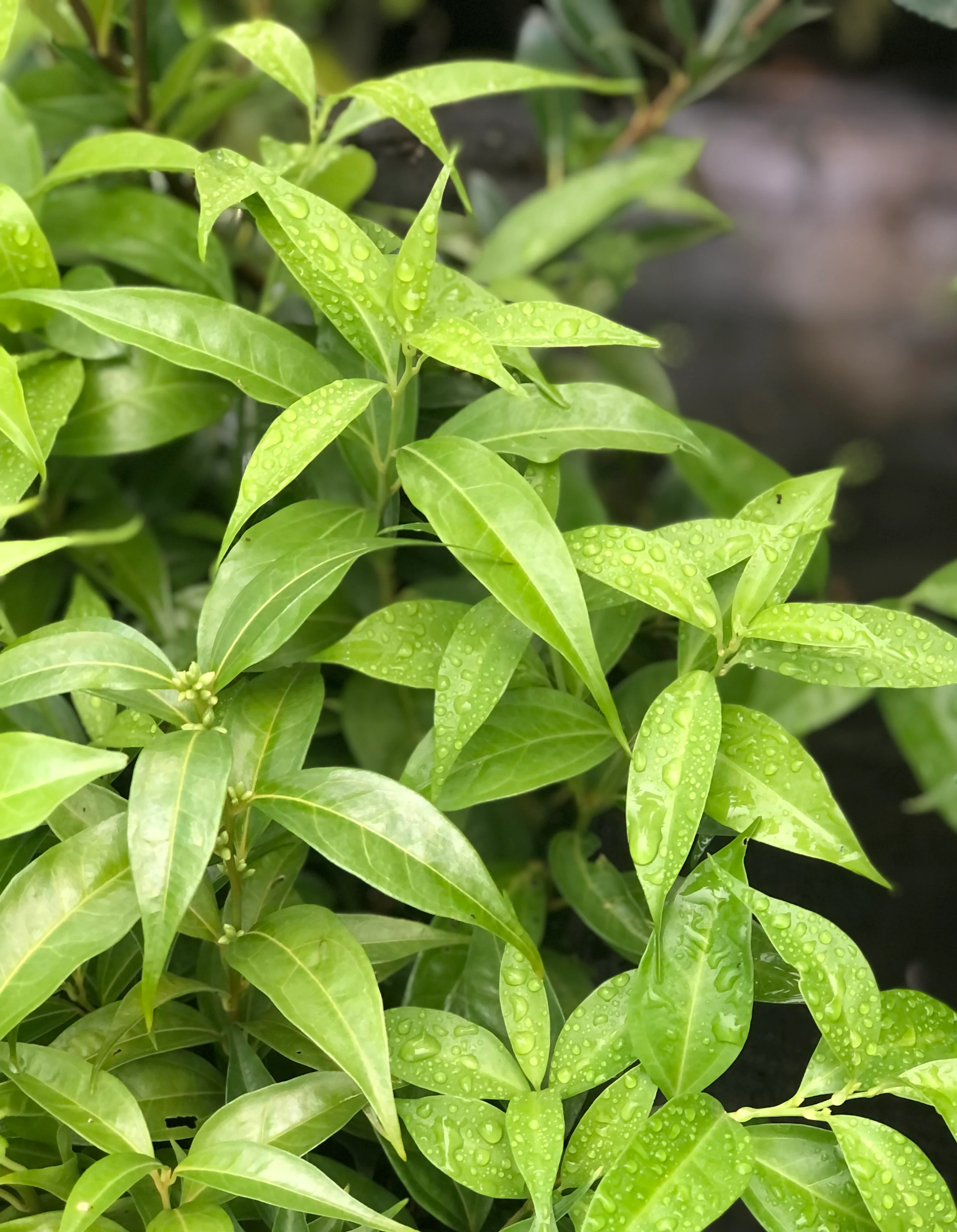 Sarcococca wallichii - Image 3