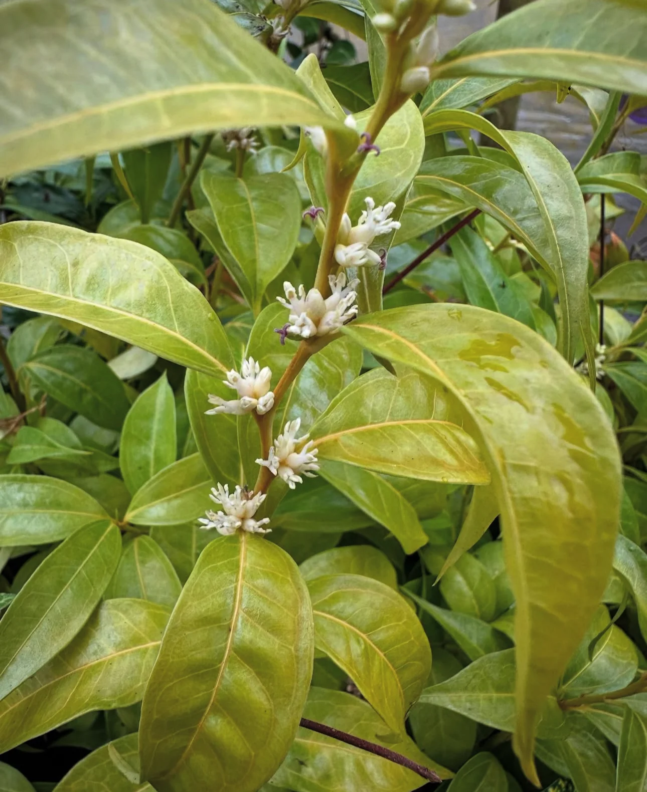 Sarcococca wallichii - Image 2
