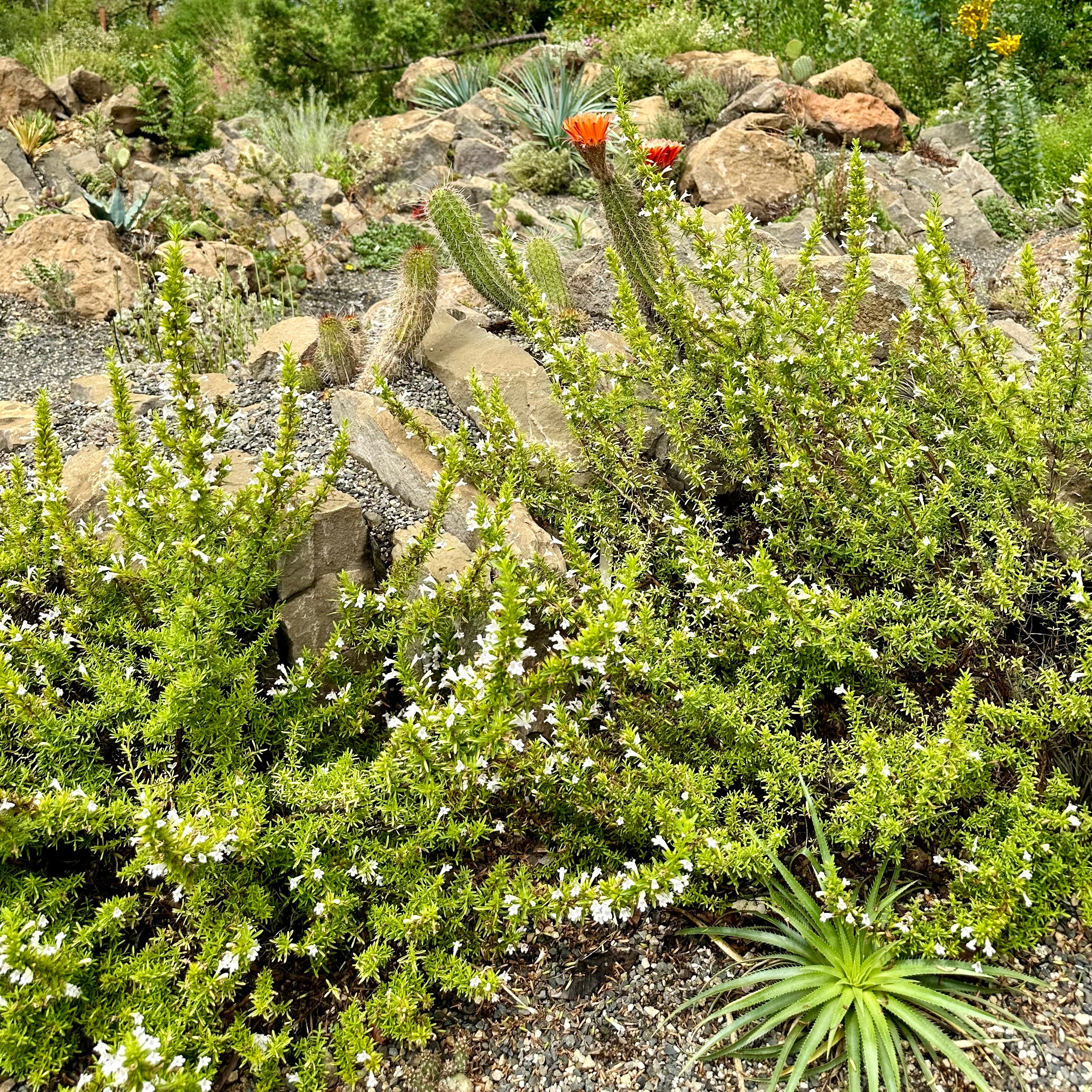 Satureja gilliesii - Image 2