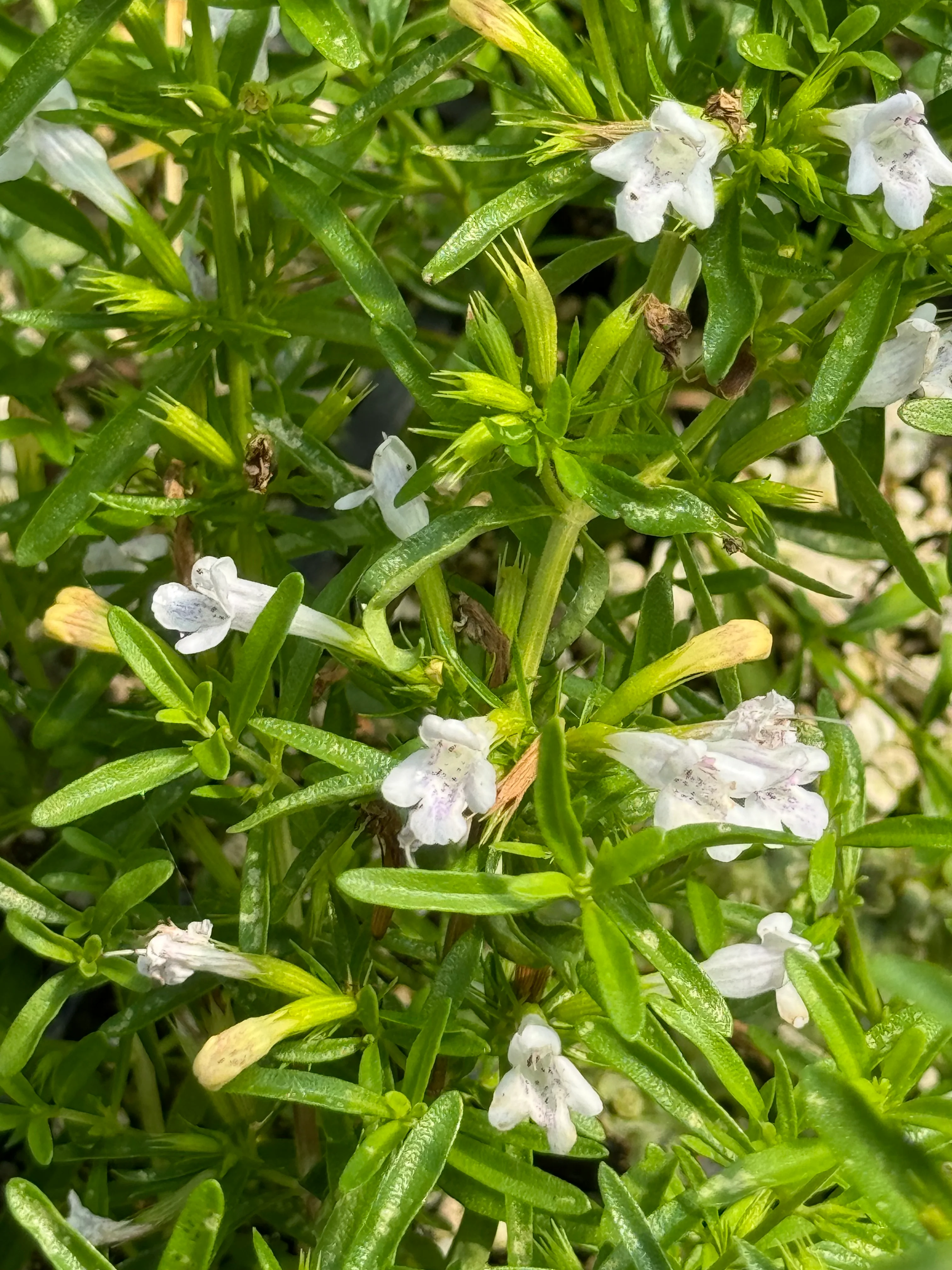Satureja gilliesii - Image 3